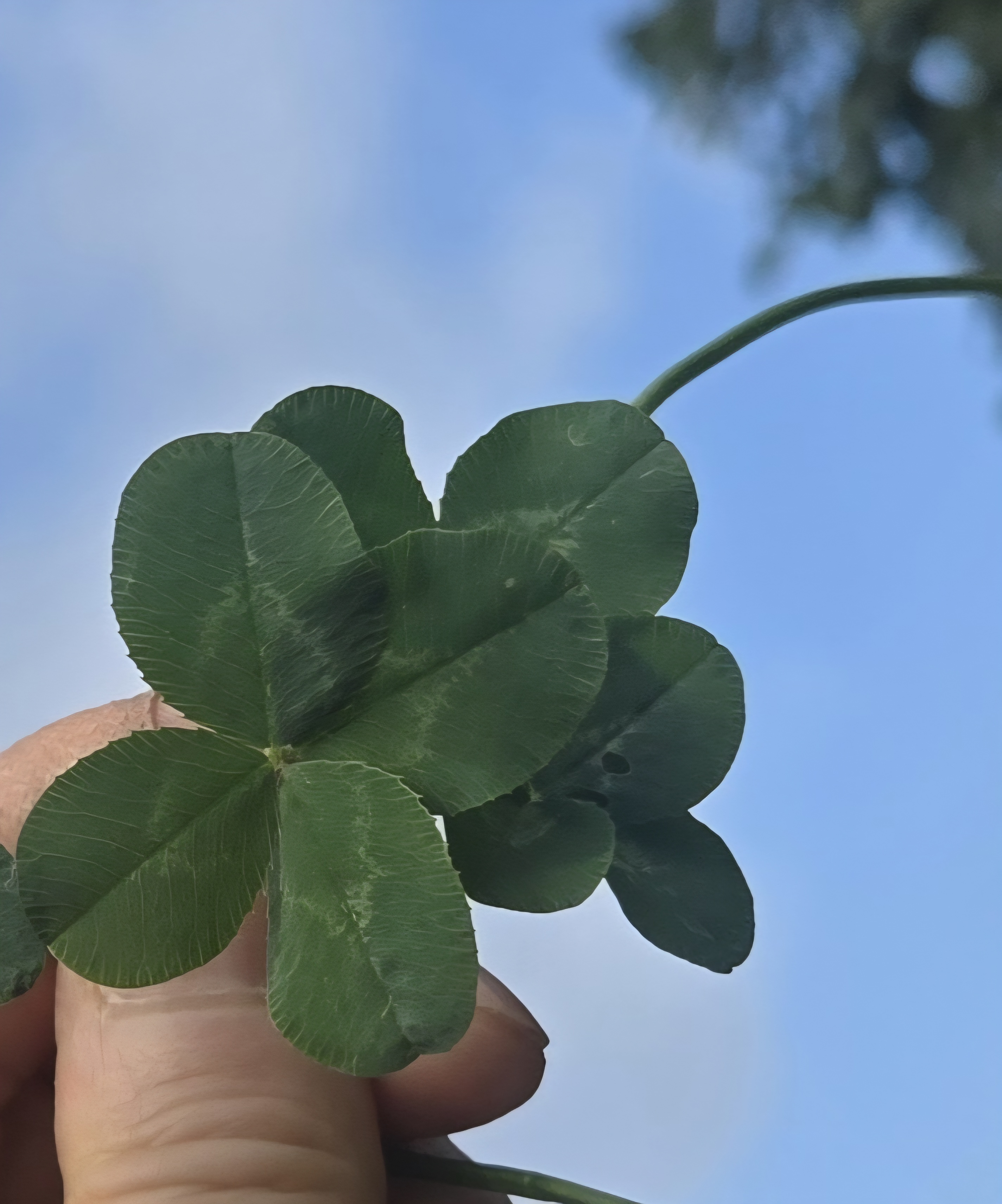 nokbeon.net-행복도 행운도 드려요!-9번 이미지