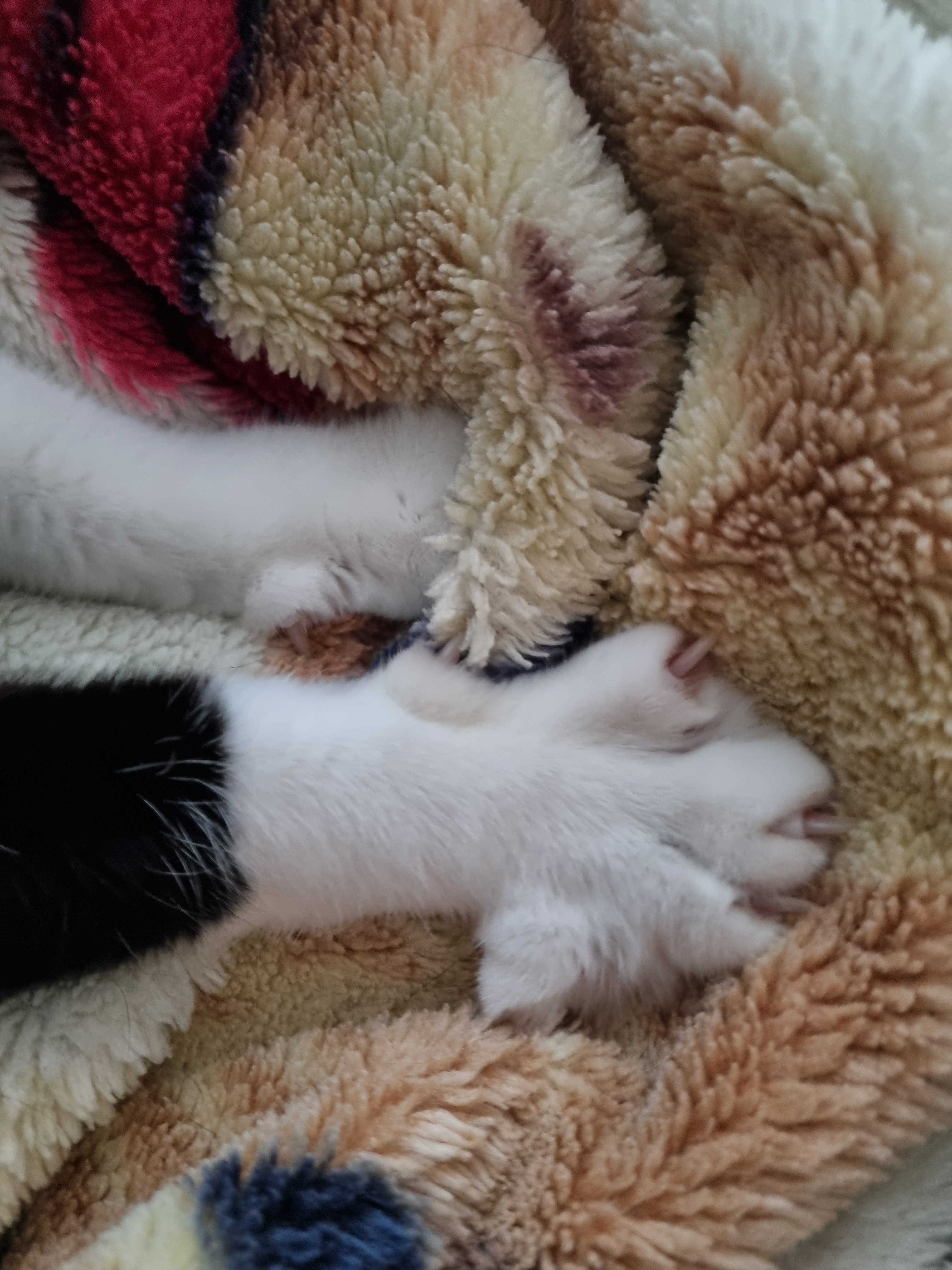 nokbeon.net-사색하는 고냥이~♡-5번 이미지