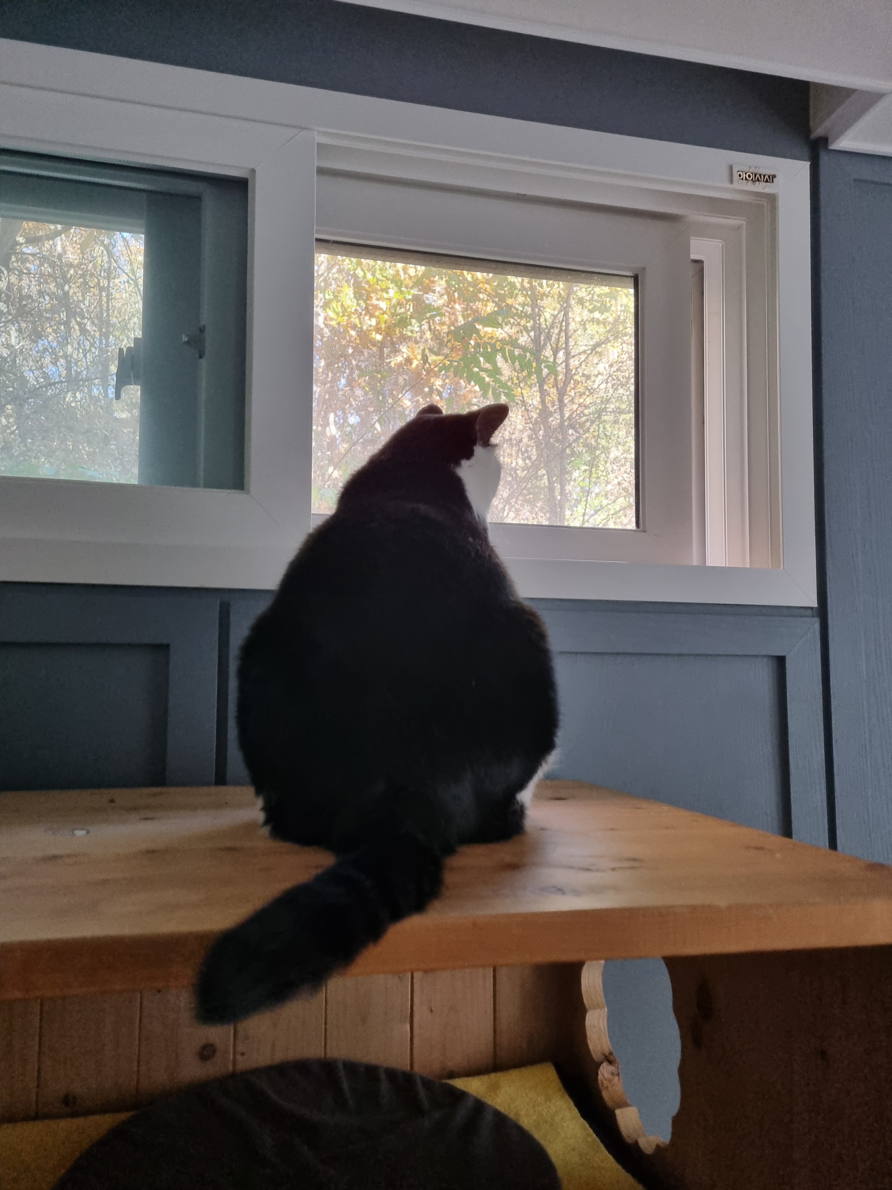 nokbeon.net-사색하는 고냥이~♡-2번 이미지