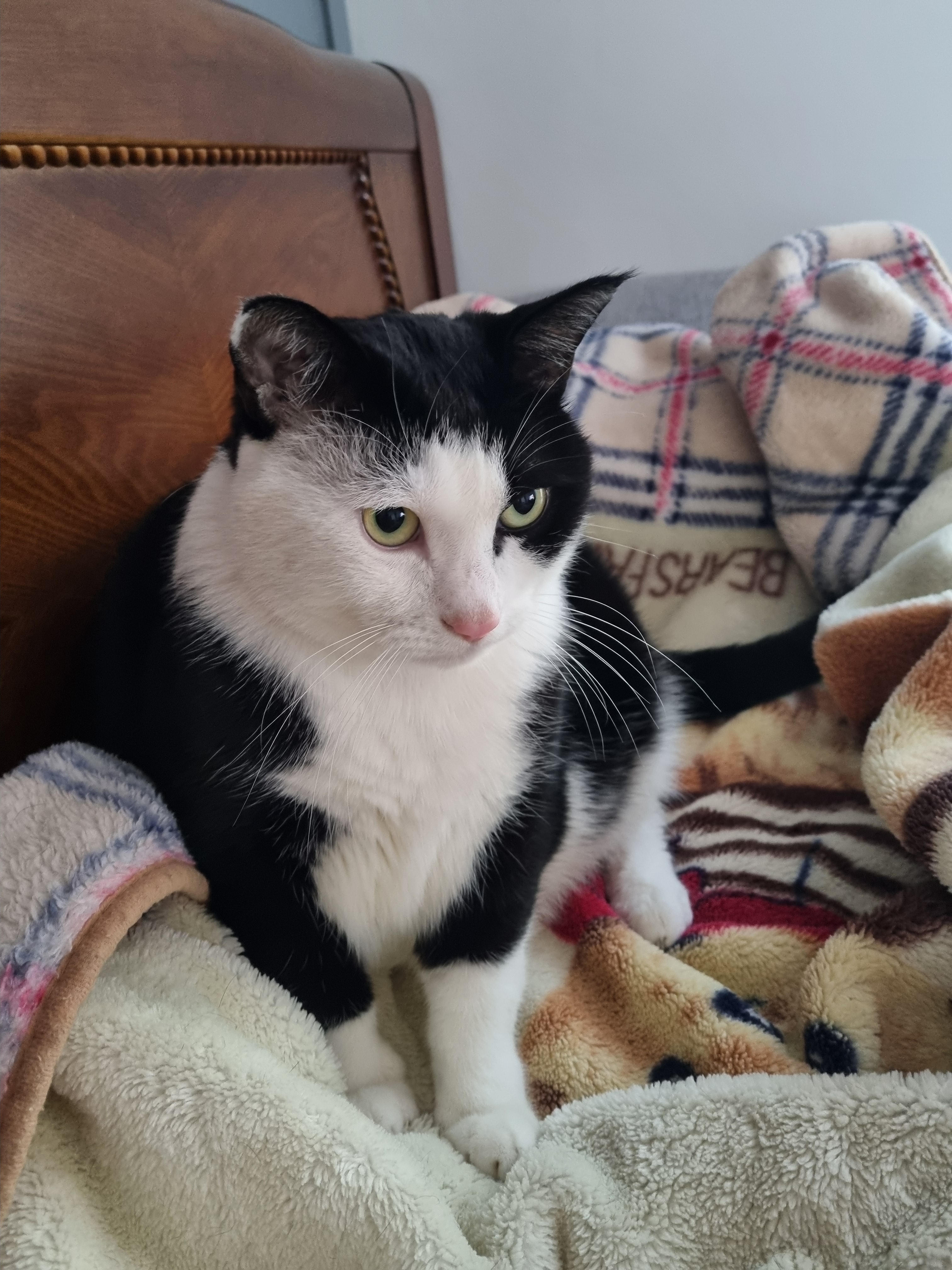 nokbeon.net-사색하는 고냥이~♡-4번 이미지