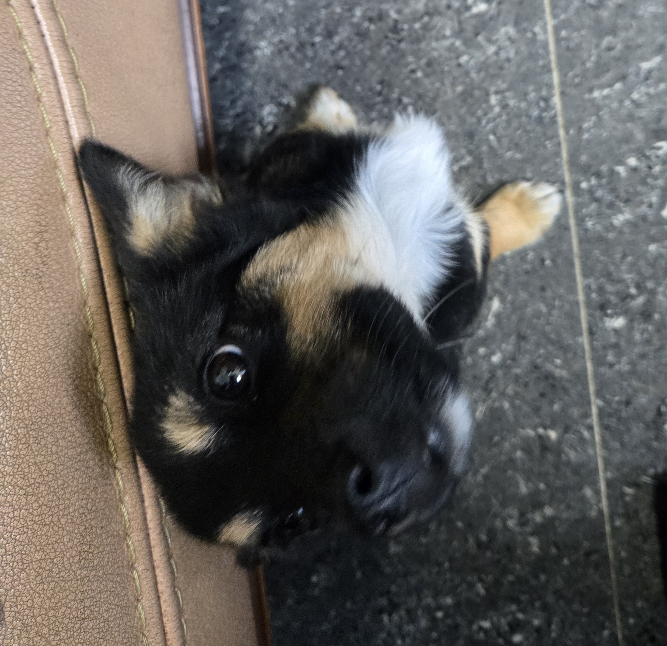 nokbeon.net-유기된 강아지-19번 이미지