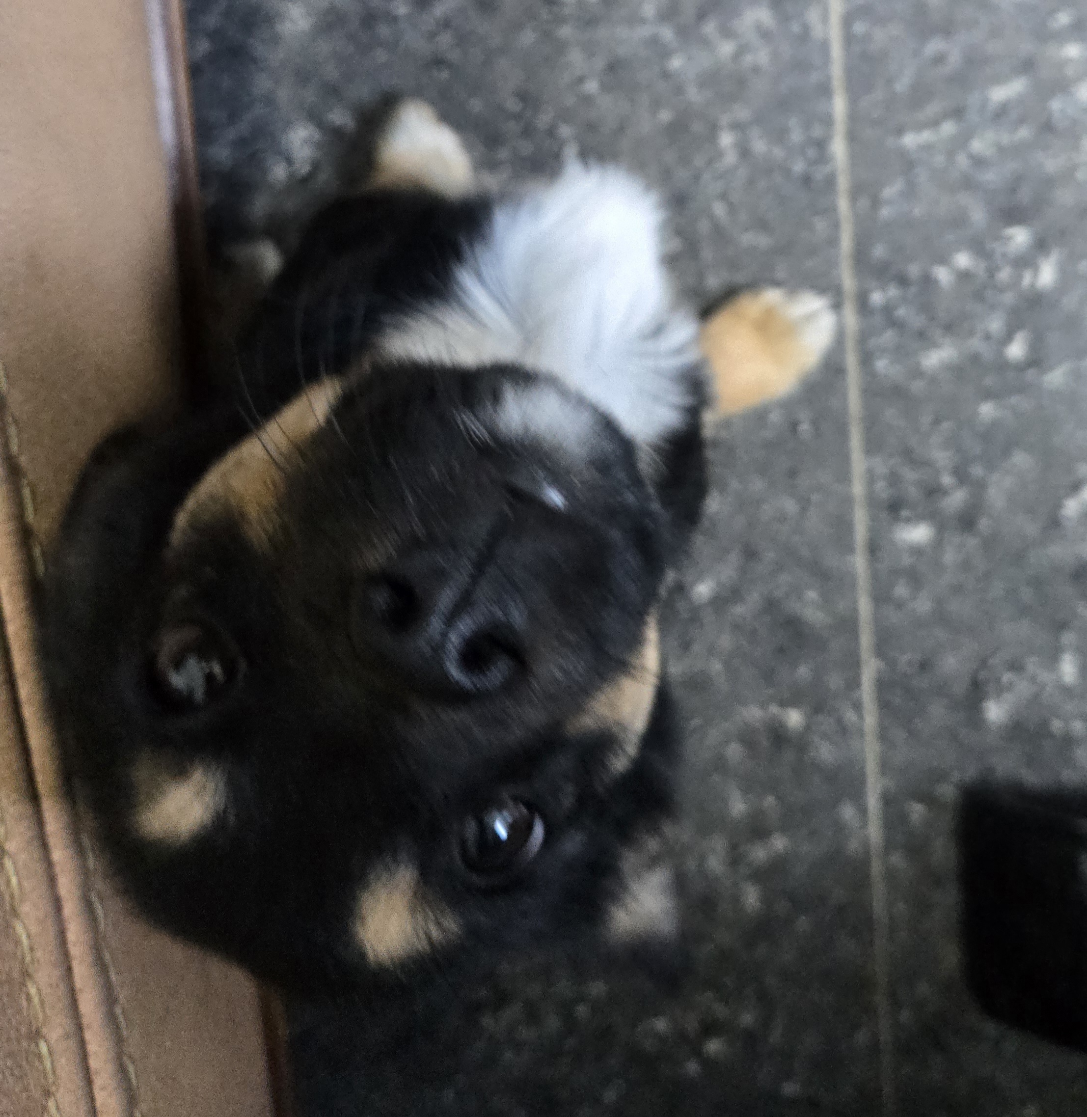 nokbeon.net-유기된 강아지-20번 이미지