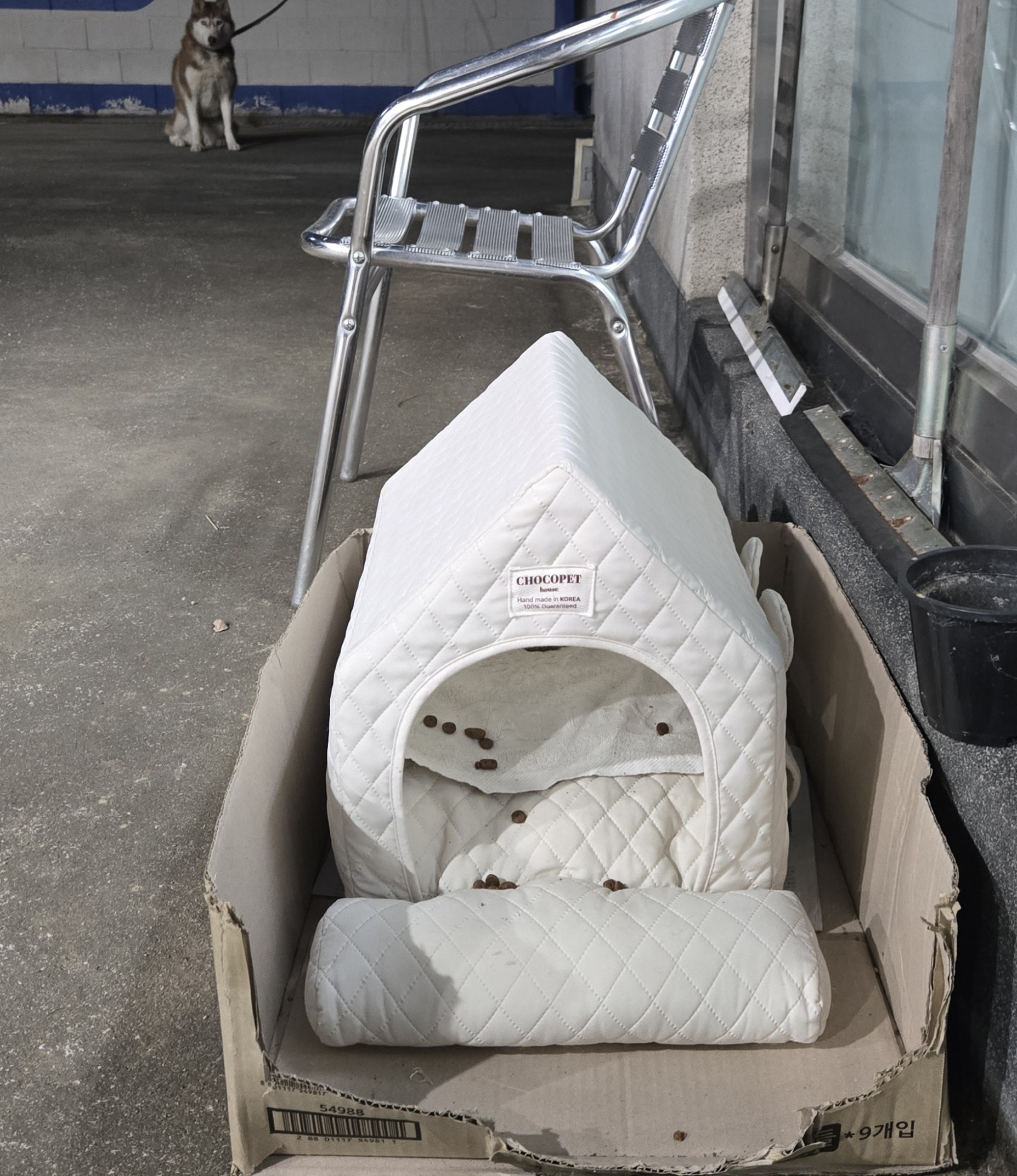 nokbeon.net-유기된 강아지-21번 이미지