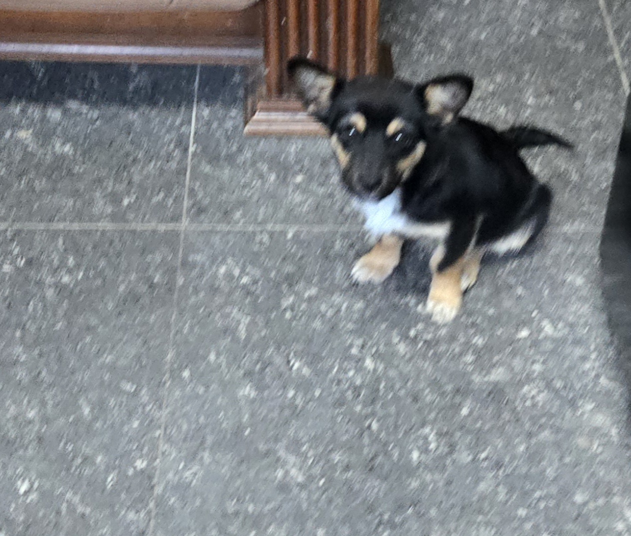 nokbeon.net-유기된 강아지-17번 이미지