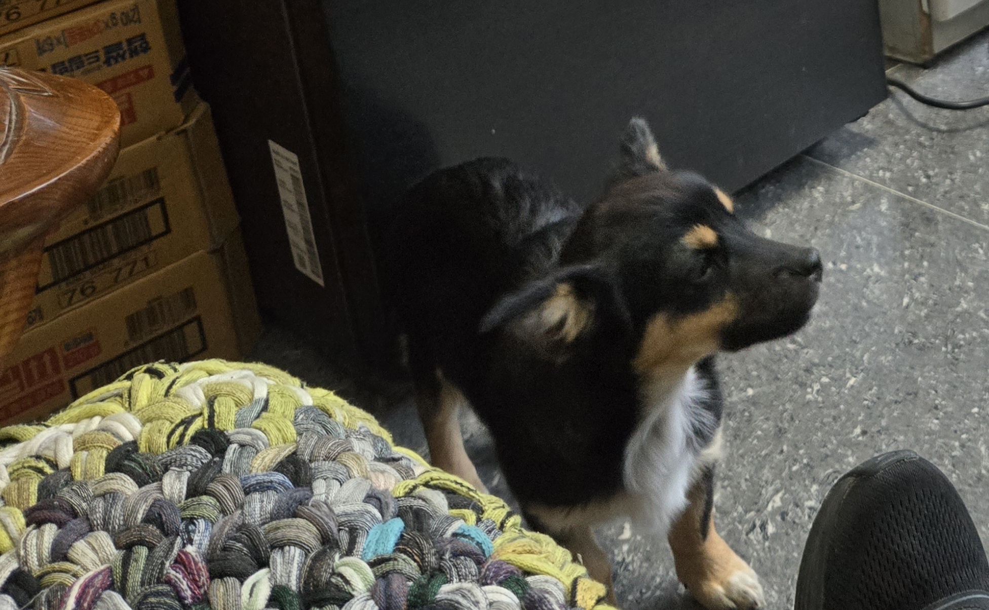 nokbeon.net-유기된 강아지-18번 이미지