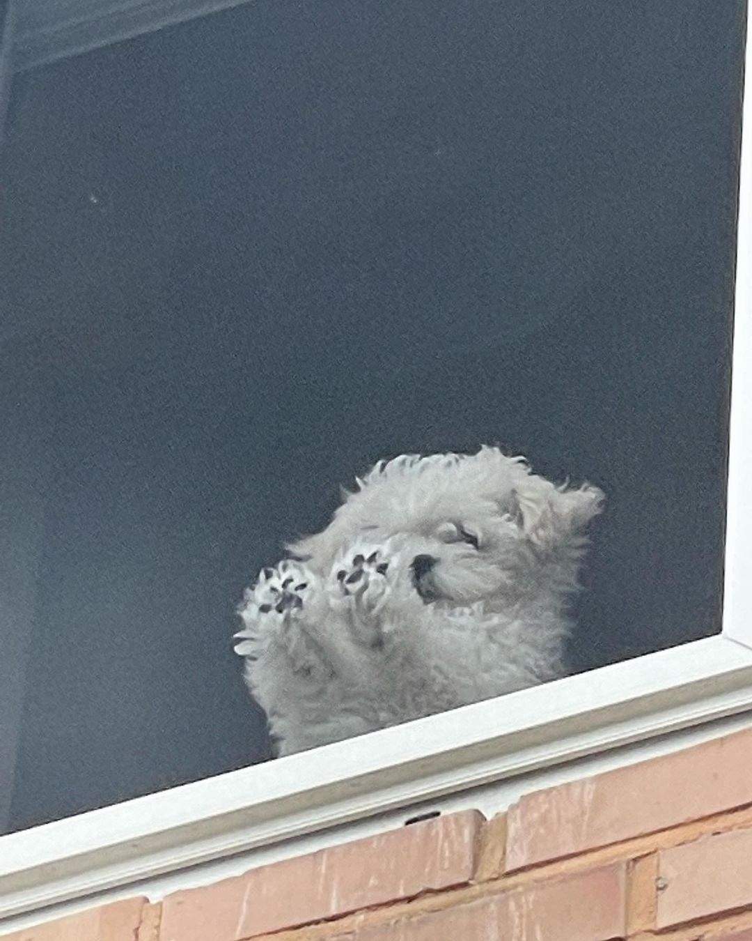 썸네일-창문으로 보여주는 강아지 발젤리 구경하실 분-이미지