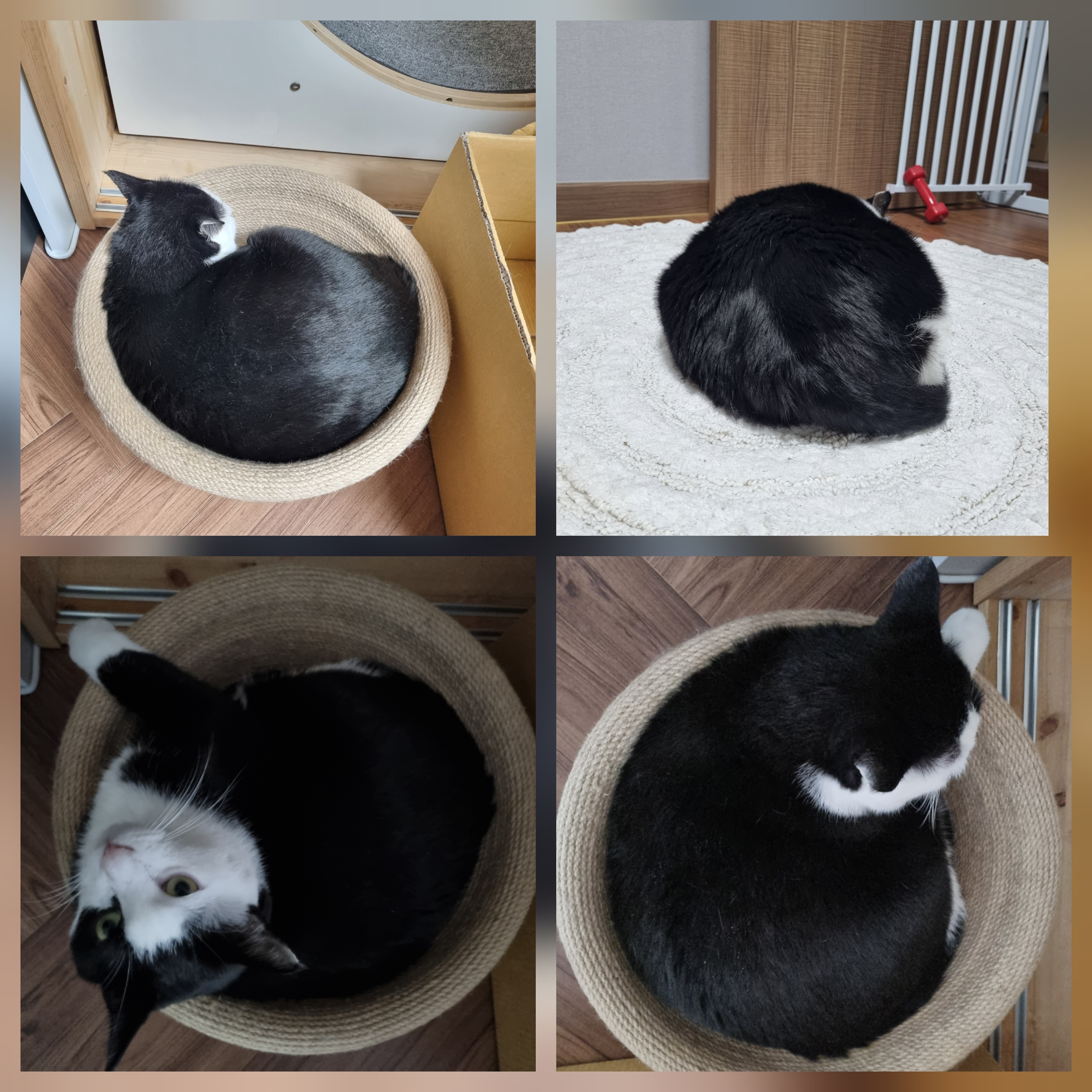 썸네일-이쁘고, 기엽고, 우끼고, 사랑스럽고,지랄스럽고~♡-이미지