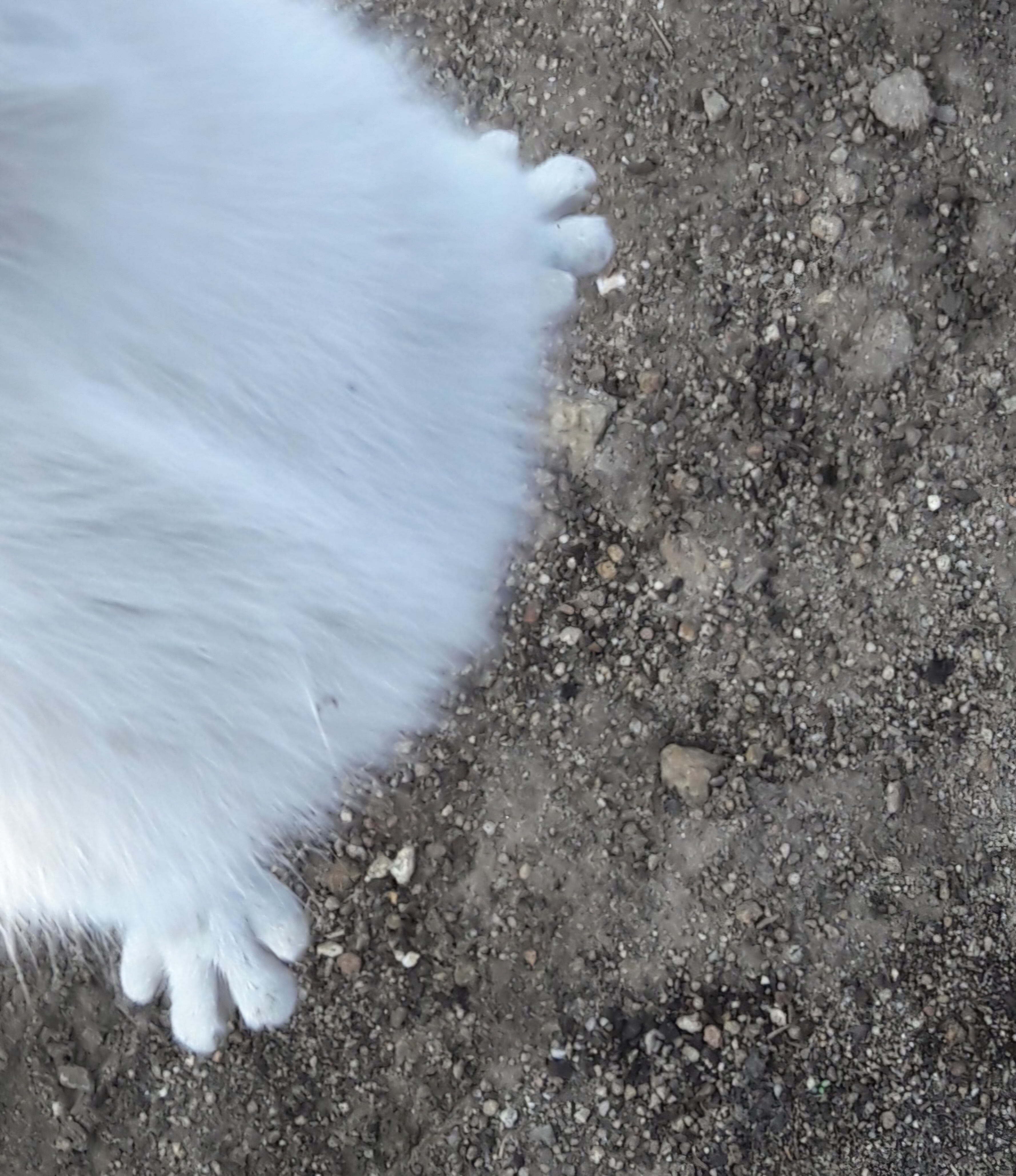 nokbeon.net-고양이 양말자랑-9번 이미지