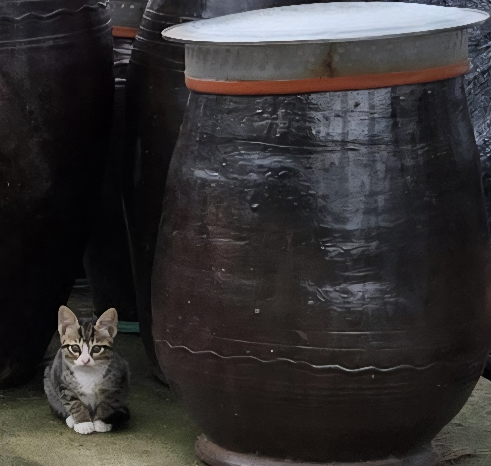 nokbeon.net-고양이 양말자랑-8번 이미지