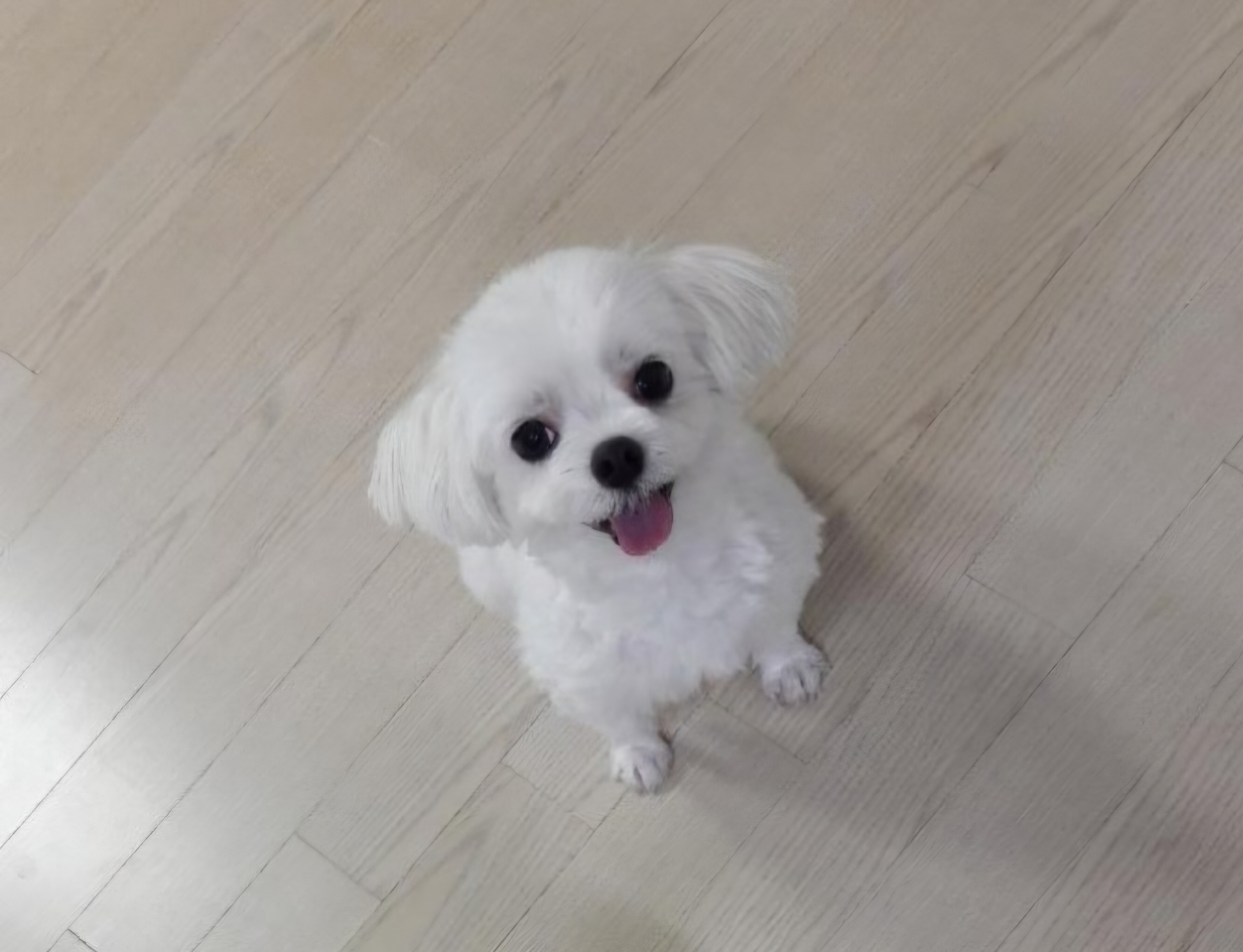 nokbeon.net-고양이 양말자랑-11번 이미지