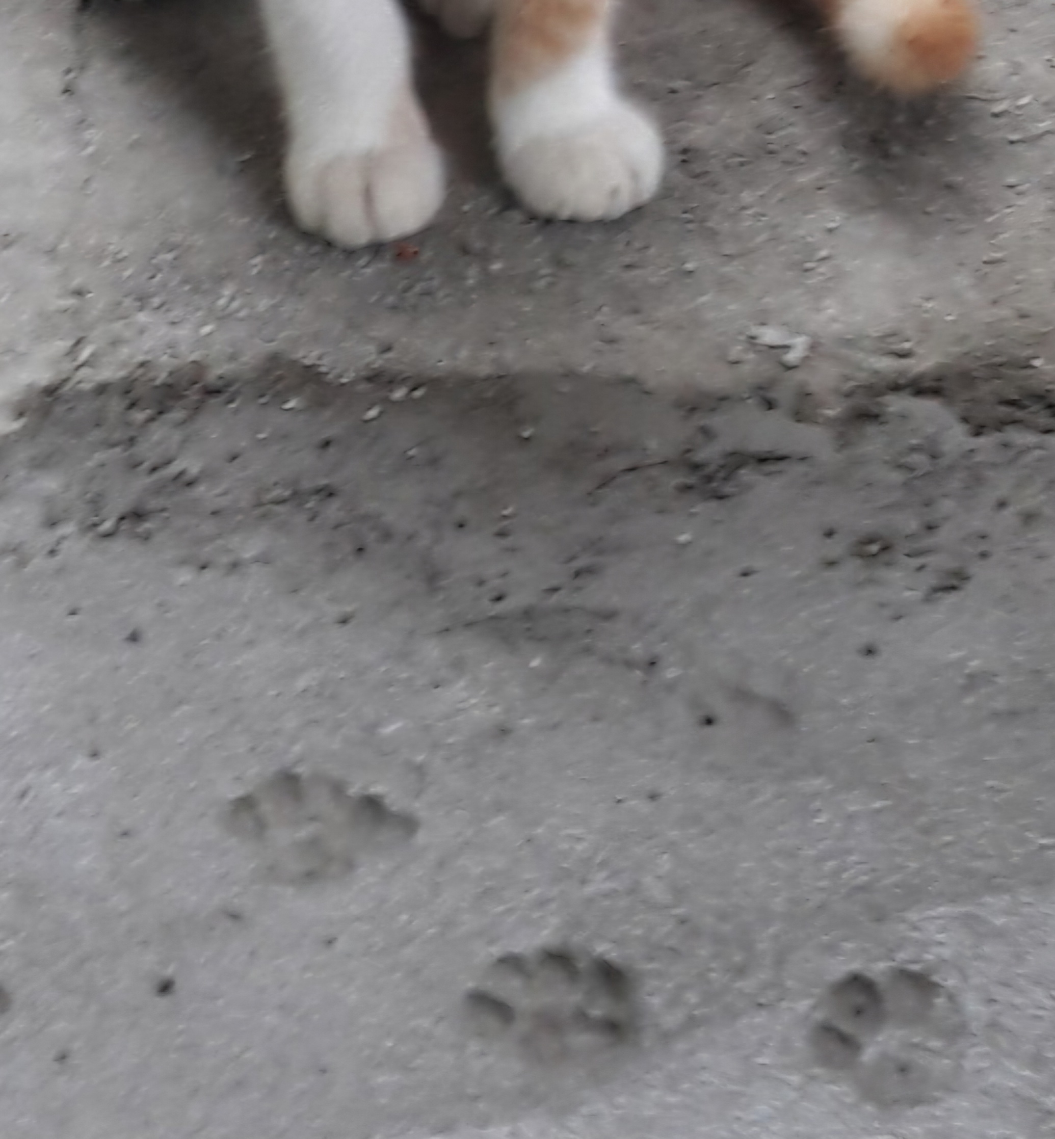 nokbeon.net-고양이 양말자랑-10번 이미지