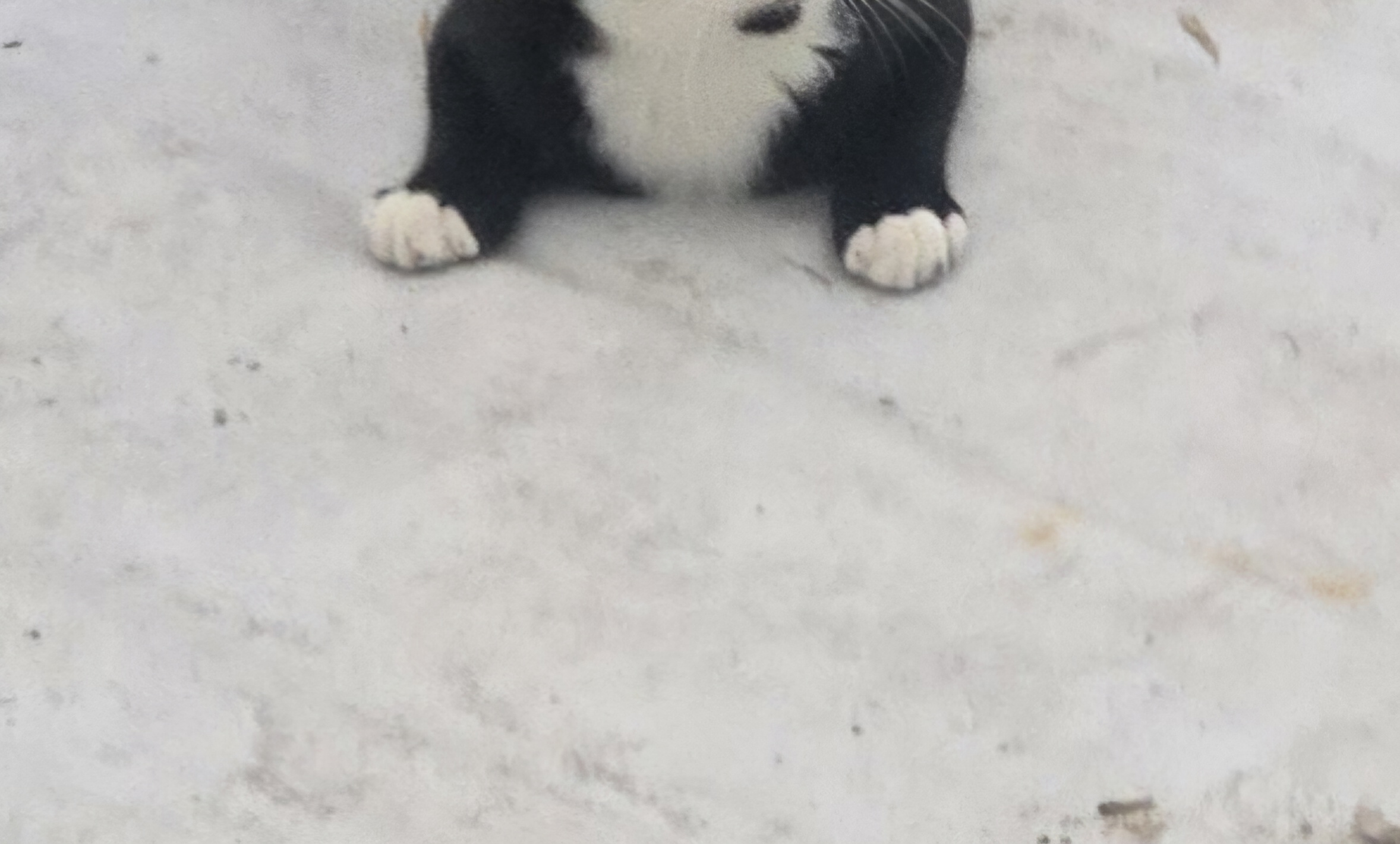 nokbeon.net-고양이 양말자랑-2번 이미지