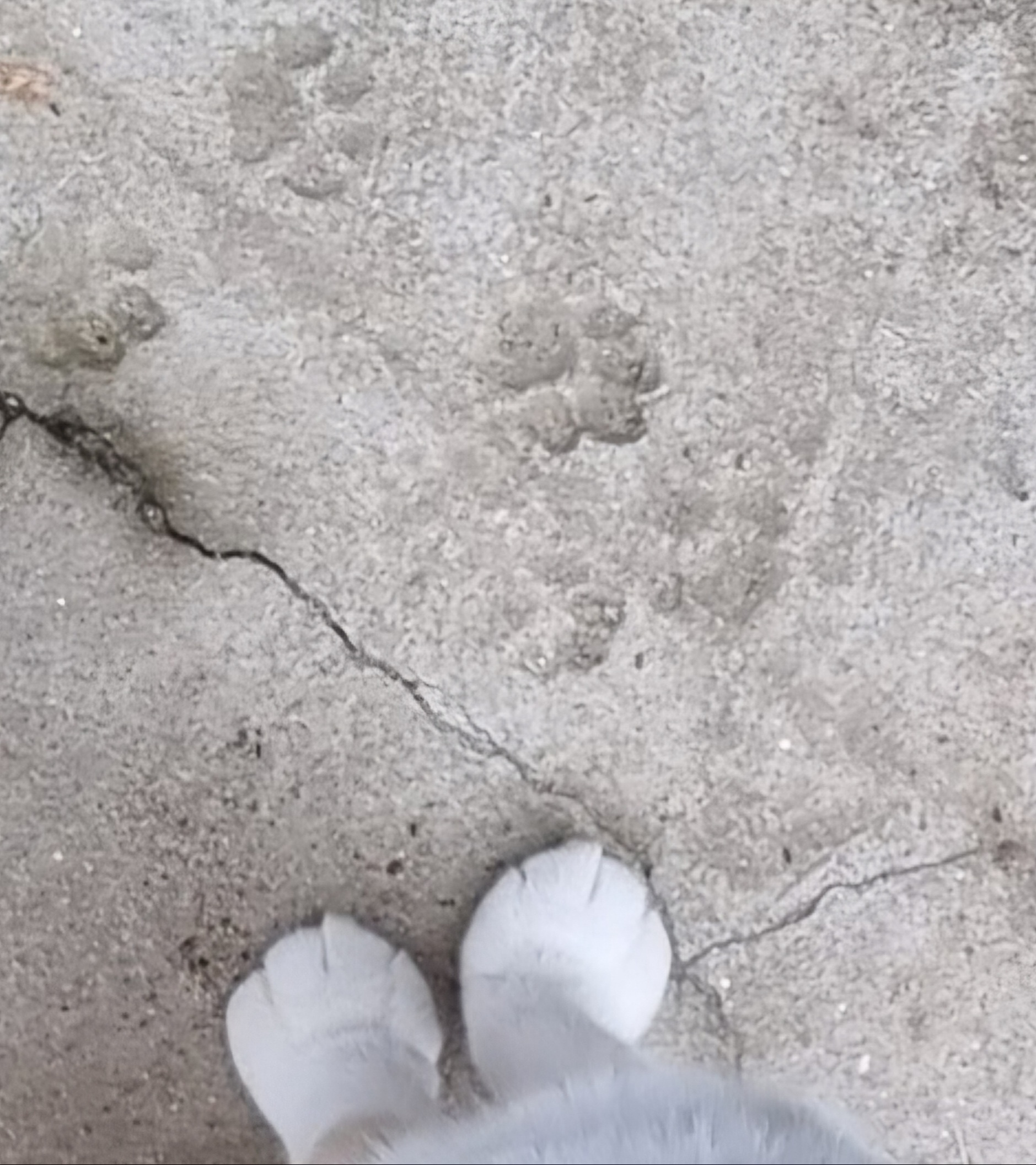 nokbeon.net-고양이 양말자랑-12번 이미지