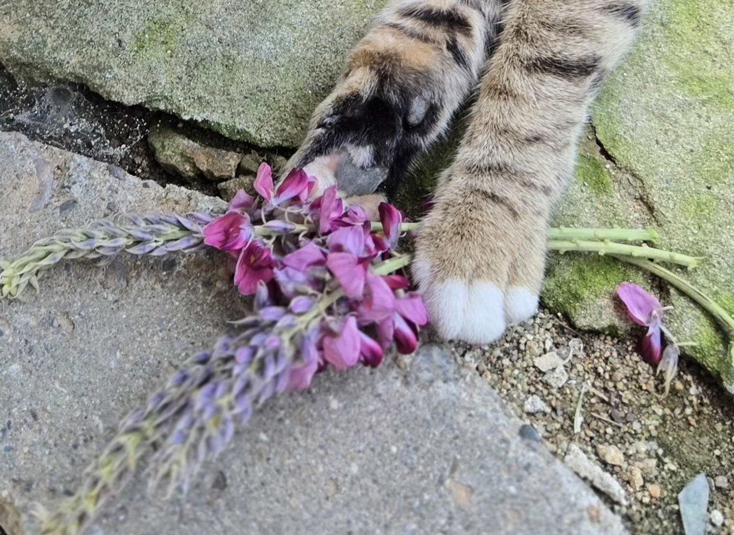 nokbeon.net-고양이 양말자랑-5번 이미지