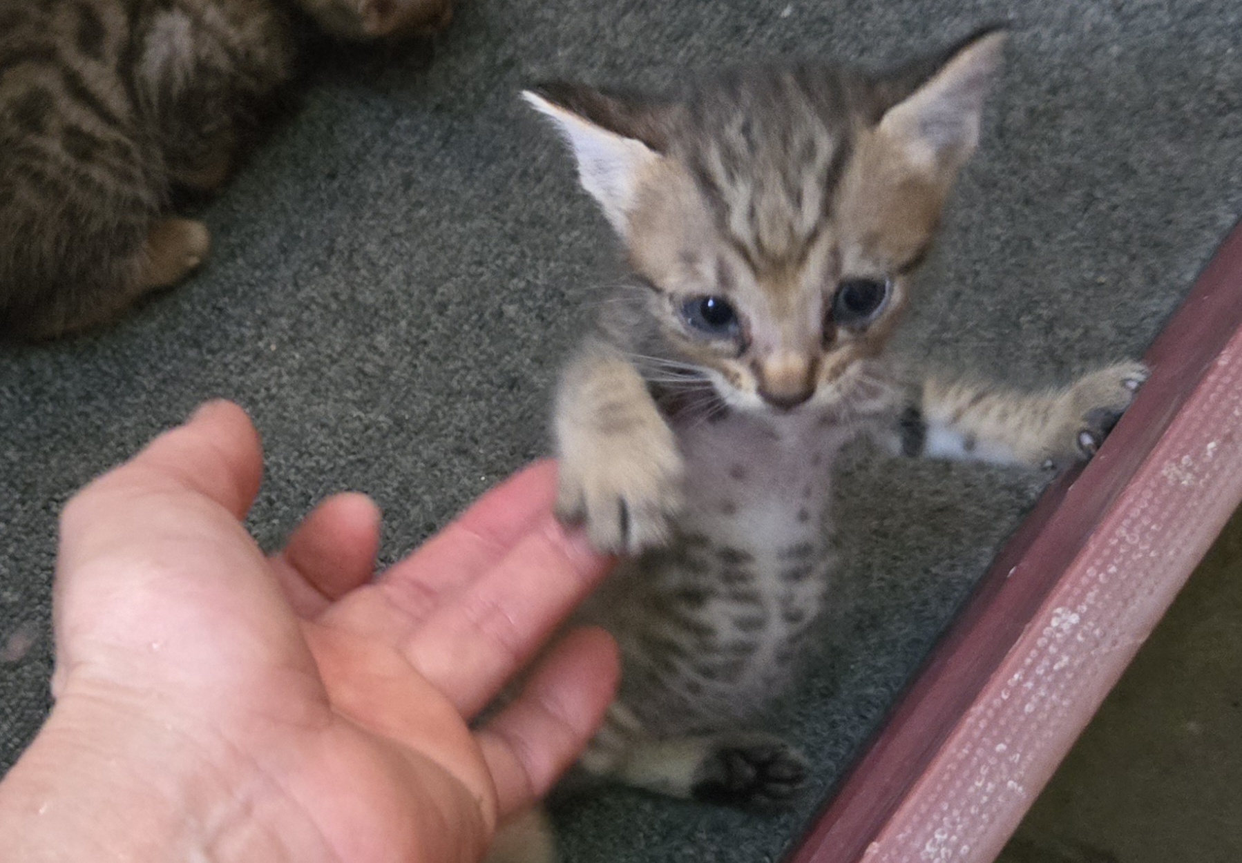 nokbeon.net-고양이 양말자랑-6번 이미지