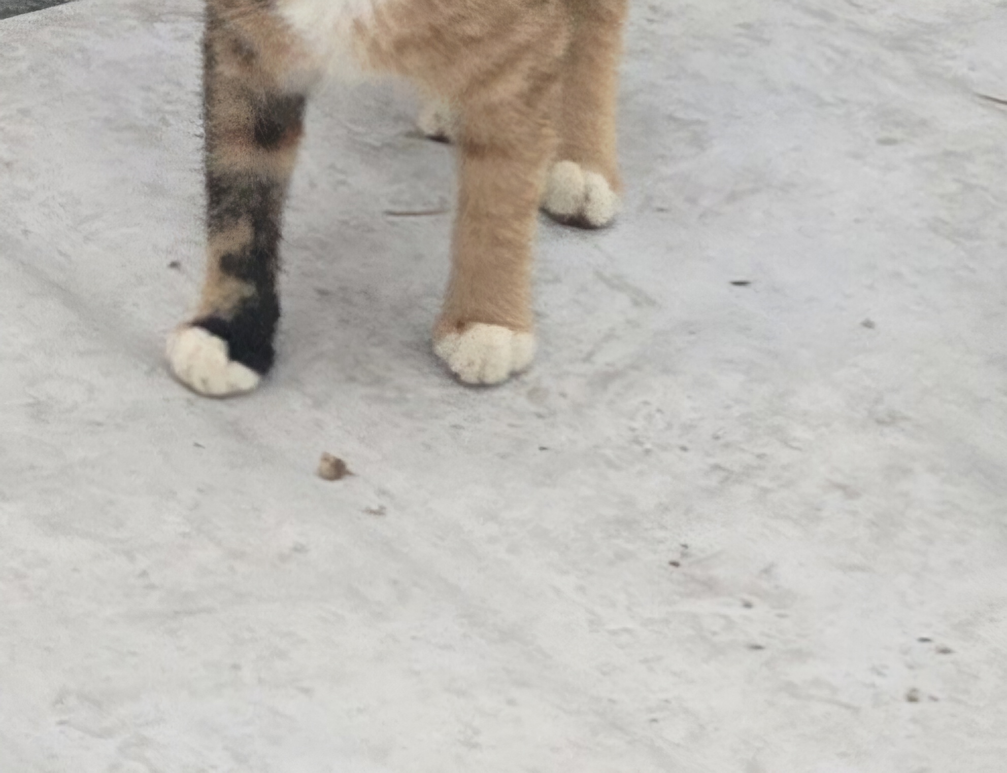 nokbeon.net-고양이 양말자랑-3번 이미지