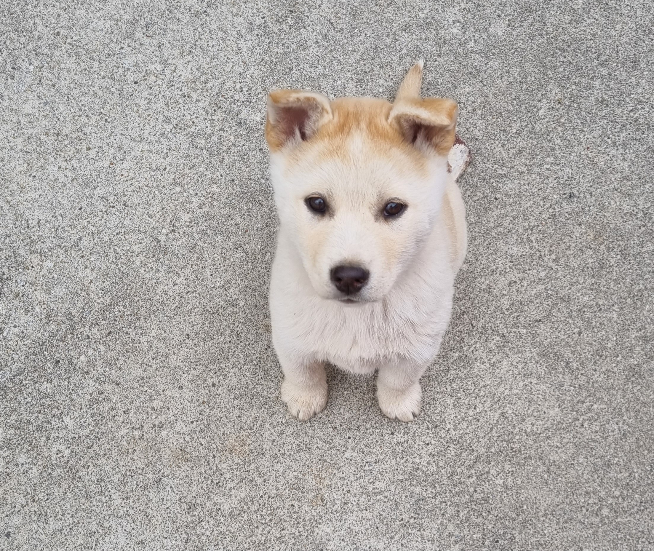 nokbeon.net-고양이 양말자랑-16번 이미지