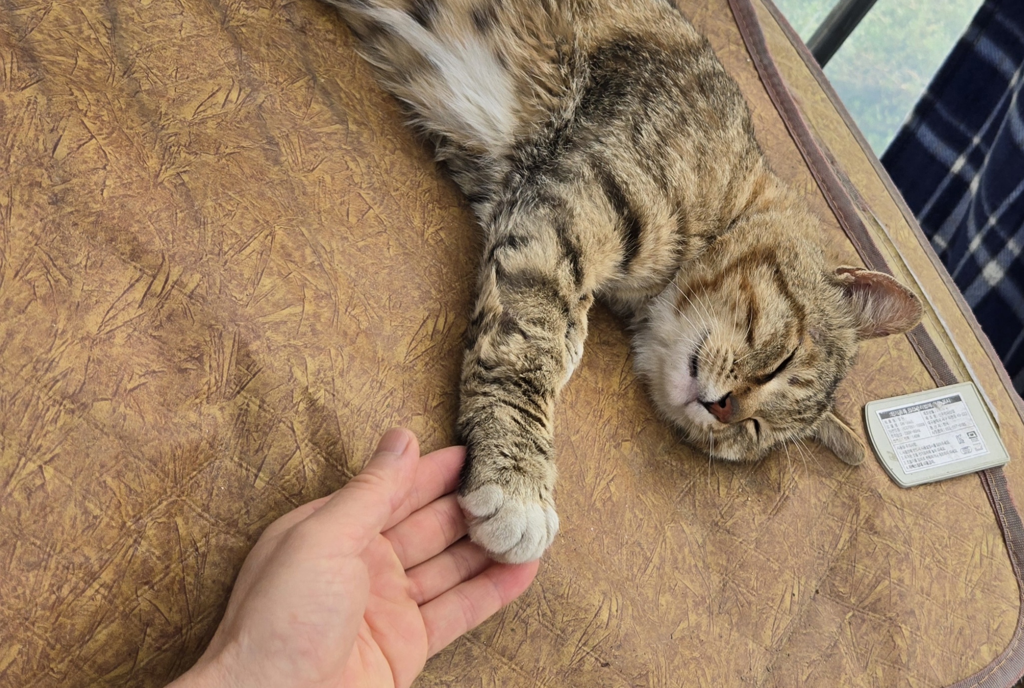 nokbeon.net-고양이 양말자랑-7번 이미지