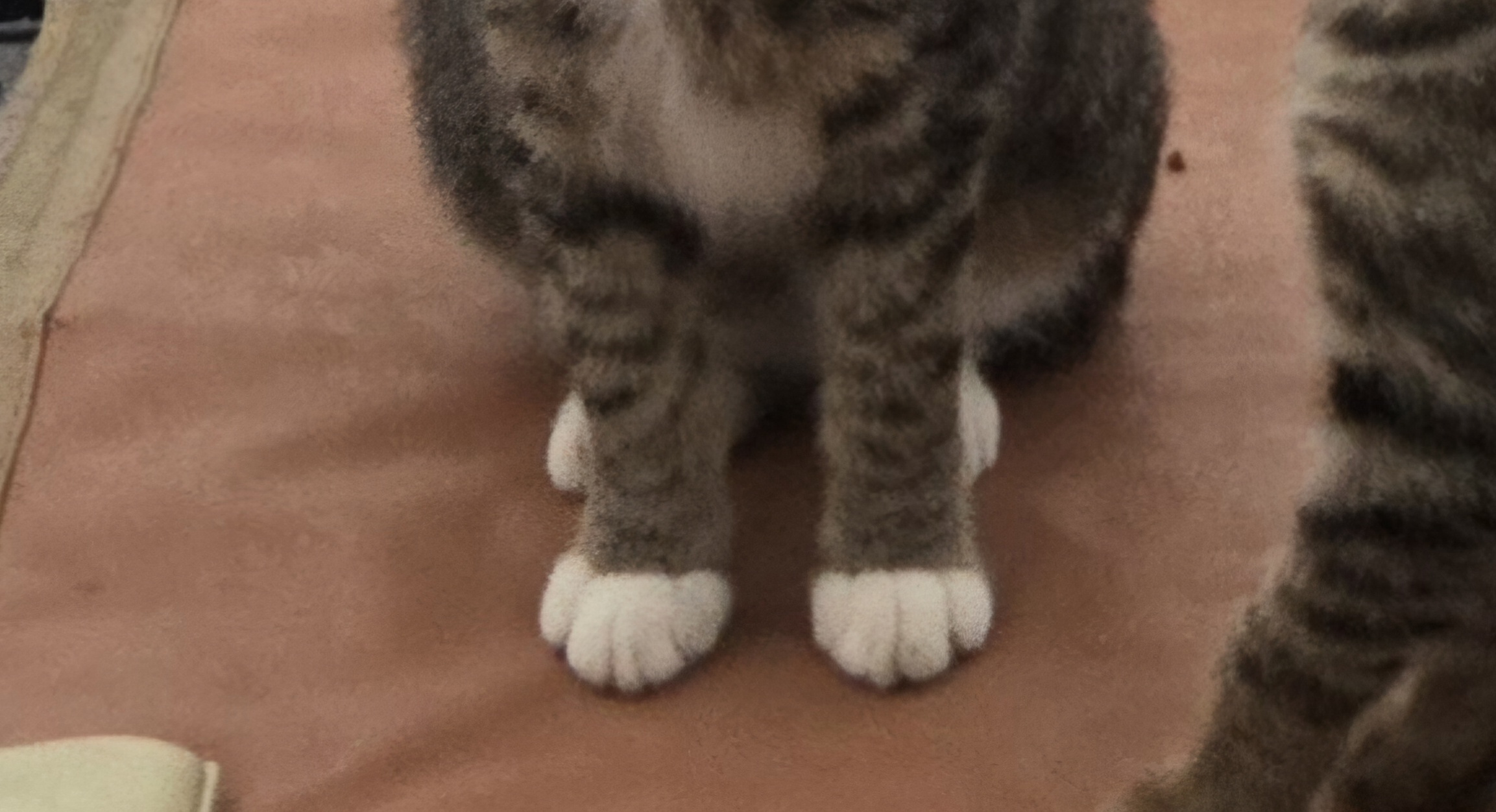 nokbeon.net-고양이 양말자랑-1번 이미지