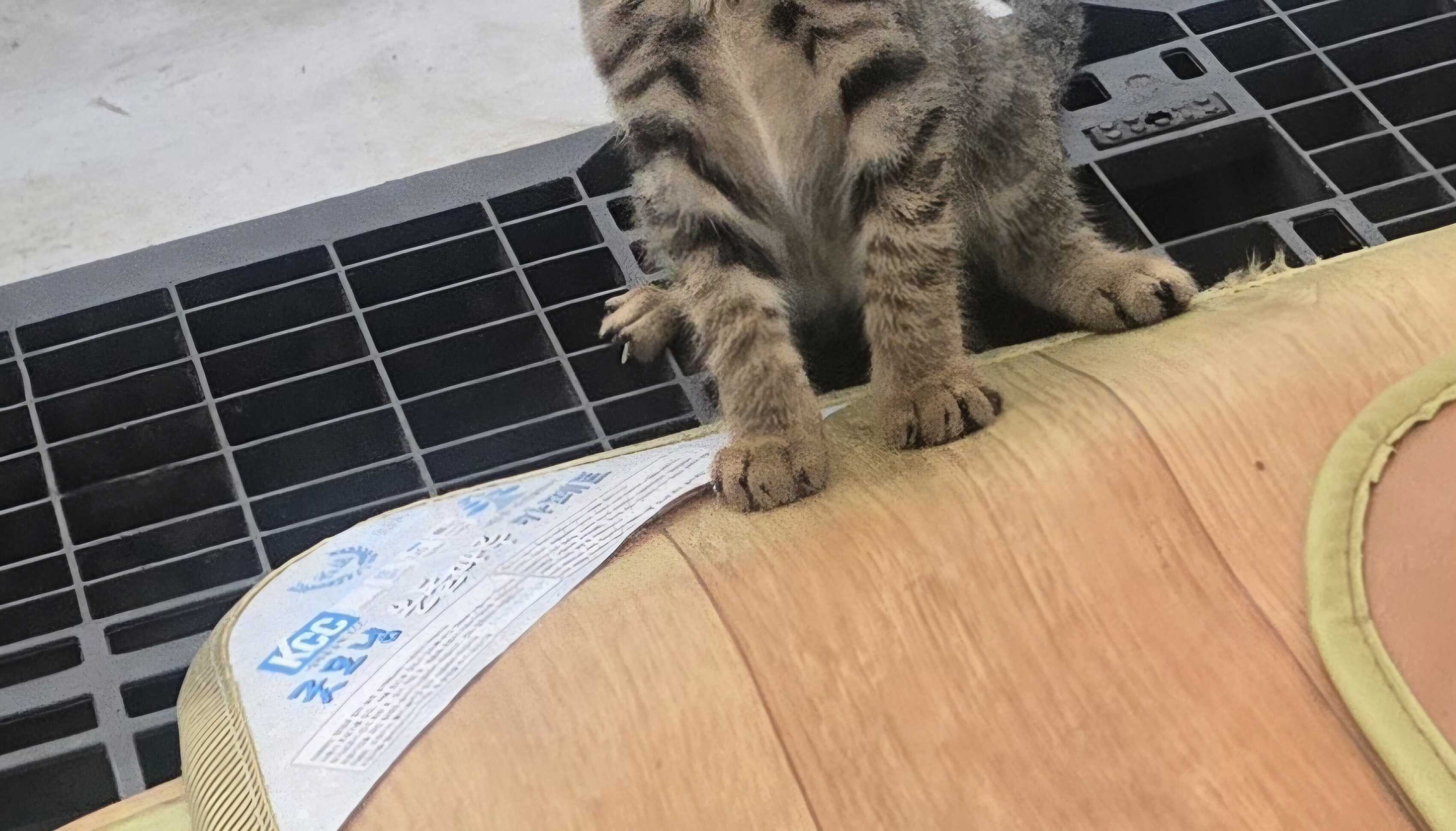 nokbeon.net-고양이 양말자랑-4번 이미지