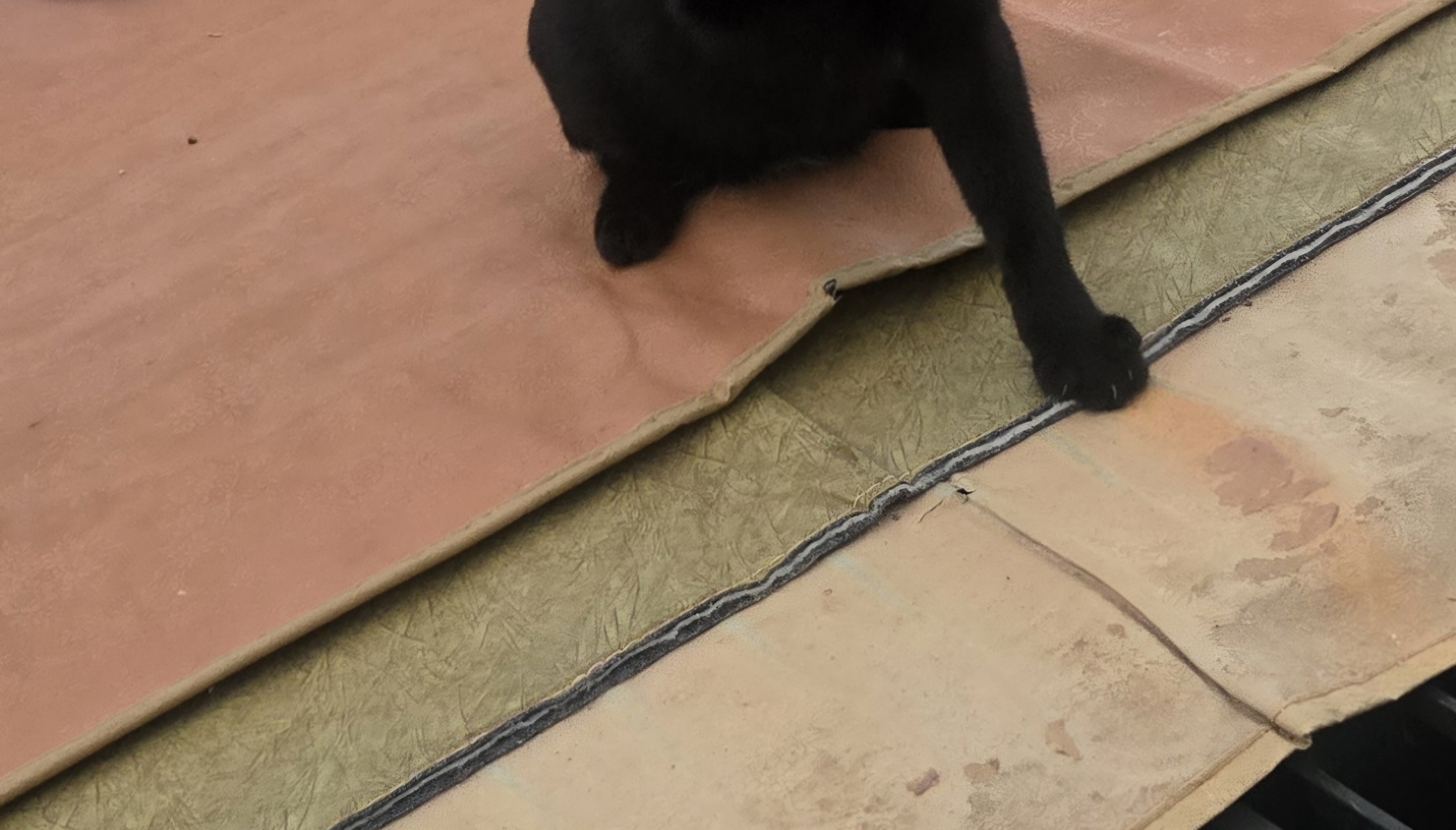 nokbeon.net-고양이 양말자랑-15번 이미지