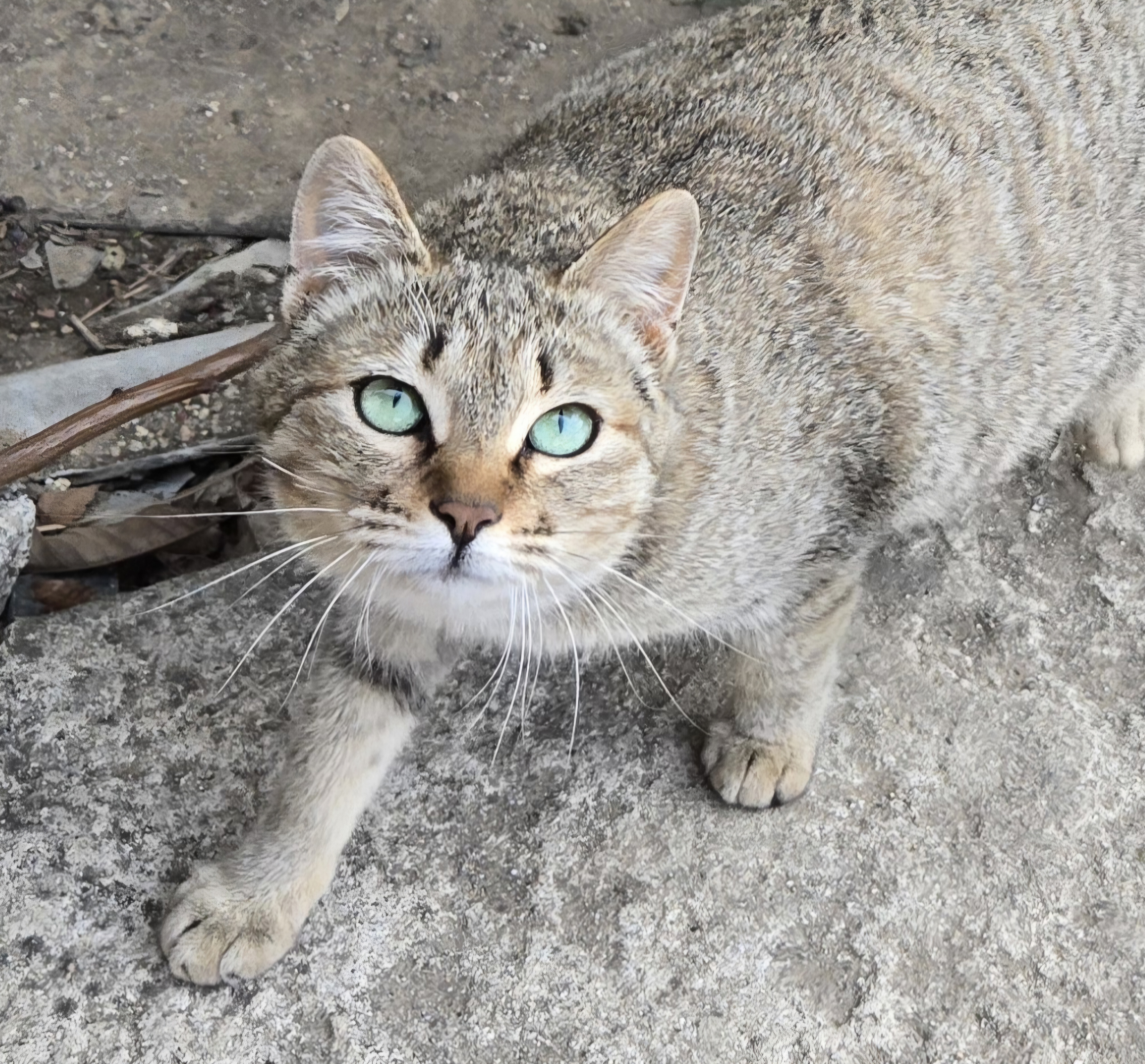 nokbeon.net-고양이 양말자랑-13번 이미지