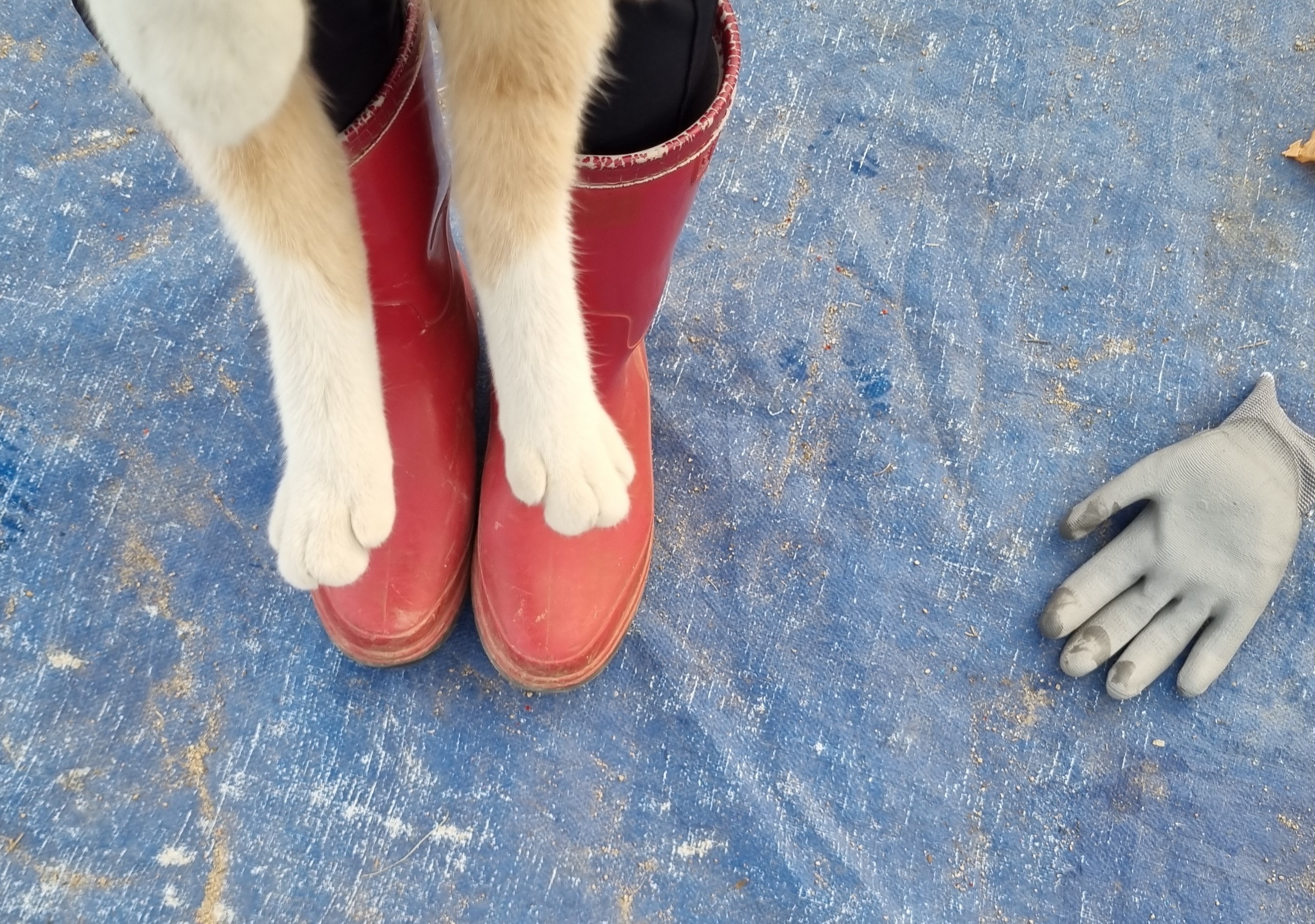 nokbeon.net-고양이 양말자랑-14번 이미지