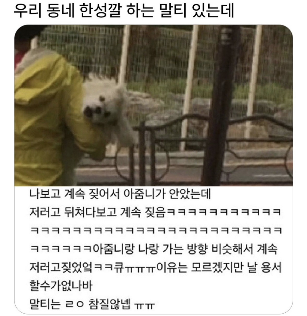 우리 동네 한 성깔 하는 말티 있는데.jpg | 인스티즈