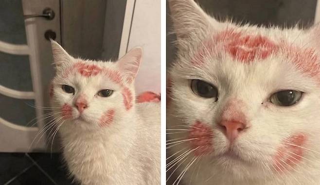 누나가 술 취해 들어온 다음날 고양이 | 인스티즈