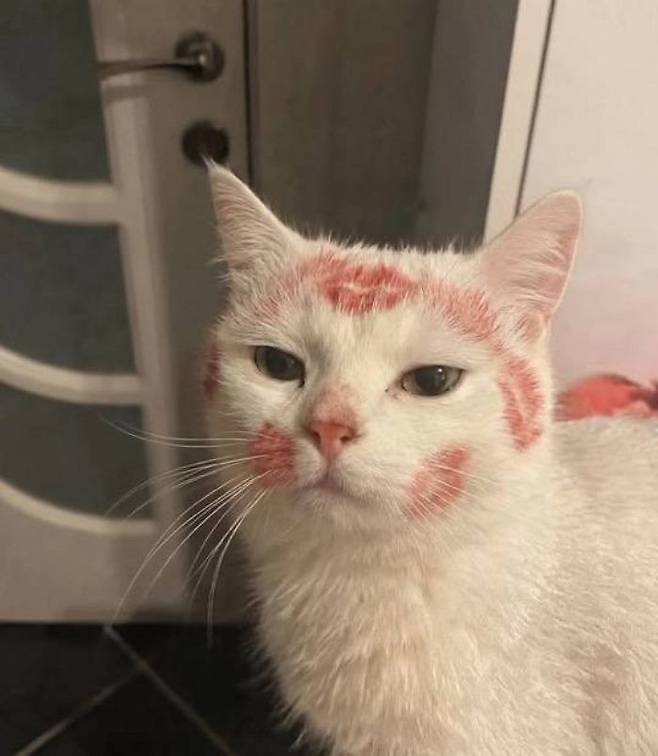 누나가 술 취해 들어온 다음날 고양이 | 인스티즈