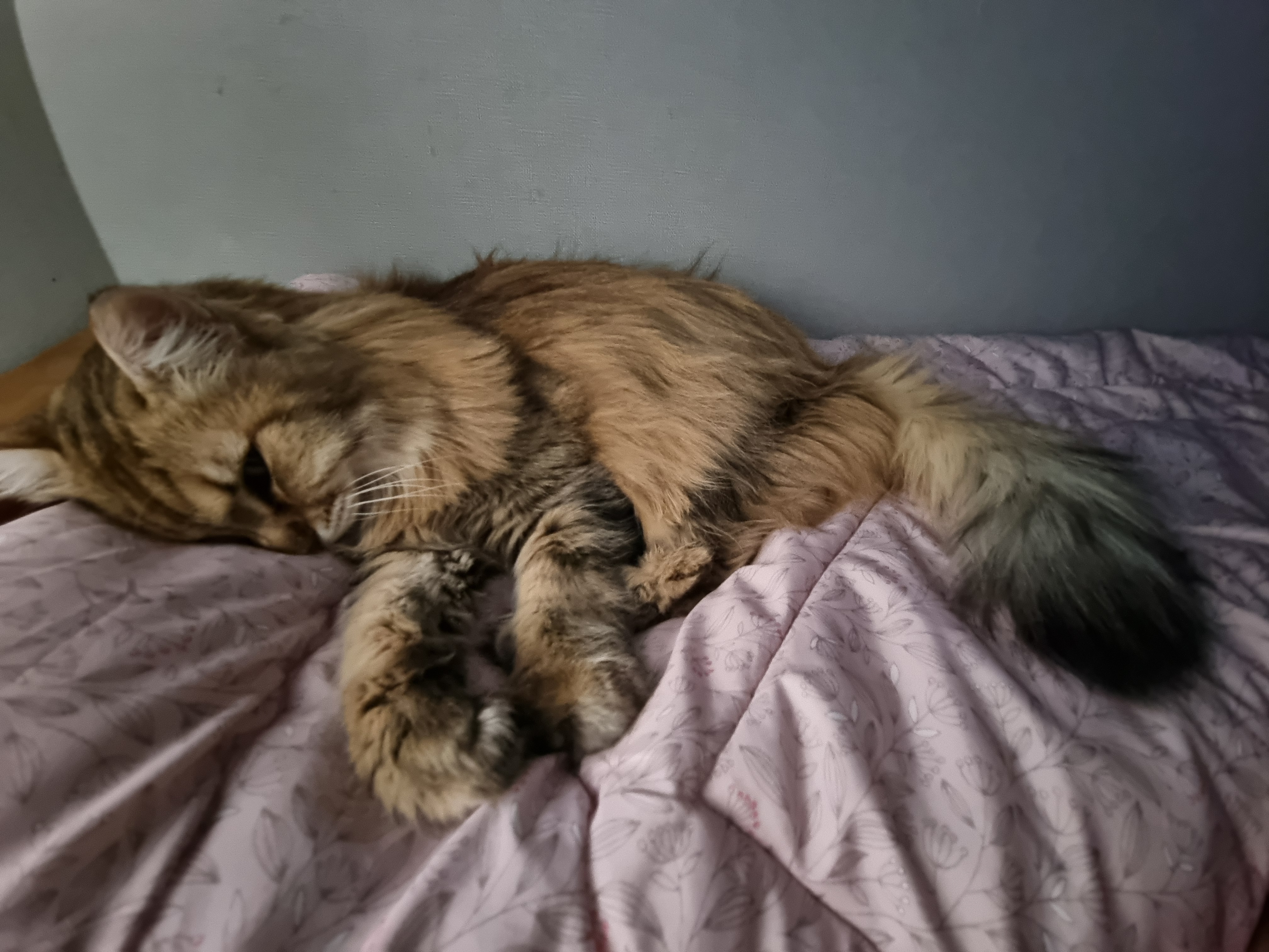 nokbeon.net-이불밖은 위험해. 집사는 꼼짝을 못해... 이쁘고 기여운데, 힘드름.-12번 이미지