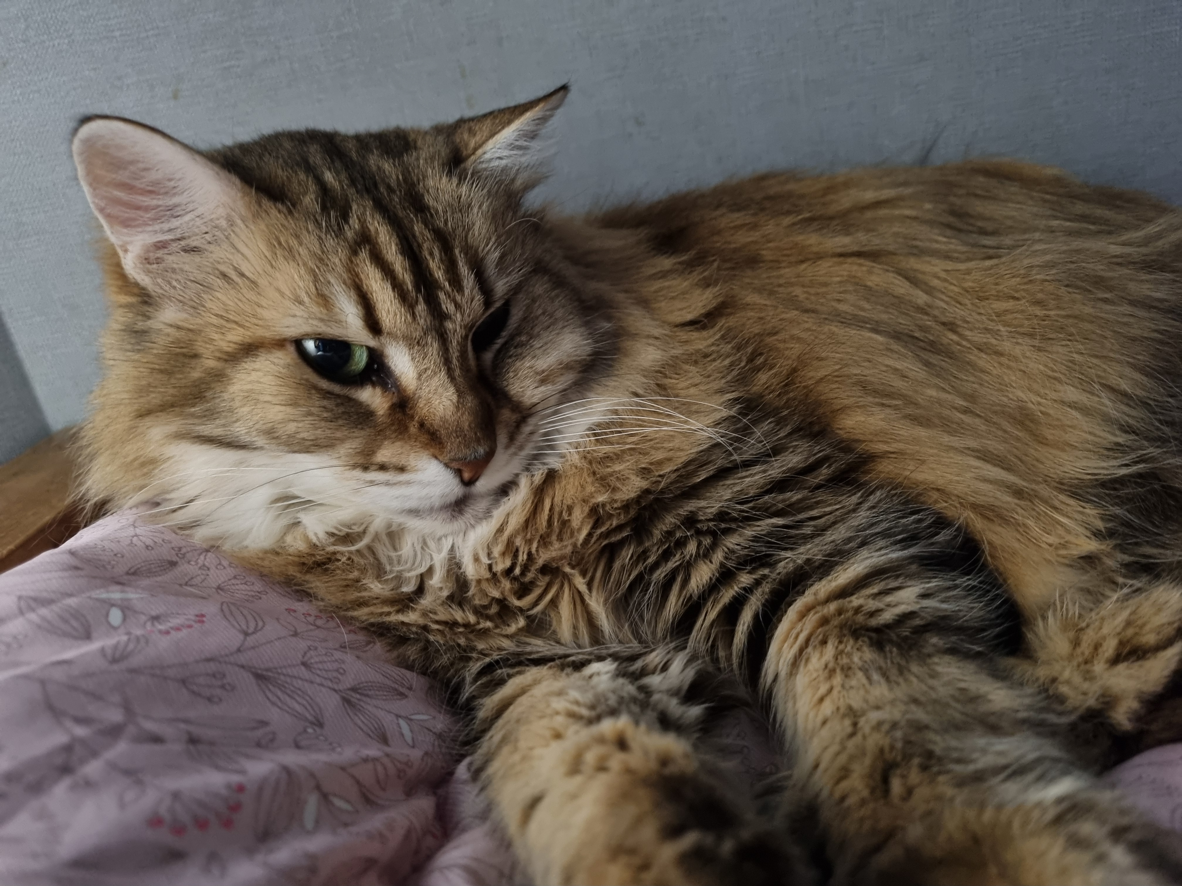 nokbeon.net-이불밖은 위험해. 집사는 꼼짝을 못해... 이쁘고 기여운데, 힘드름.-13번 이미지