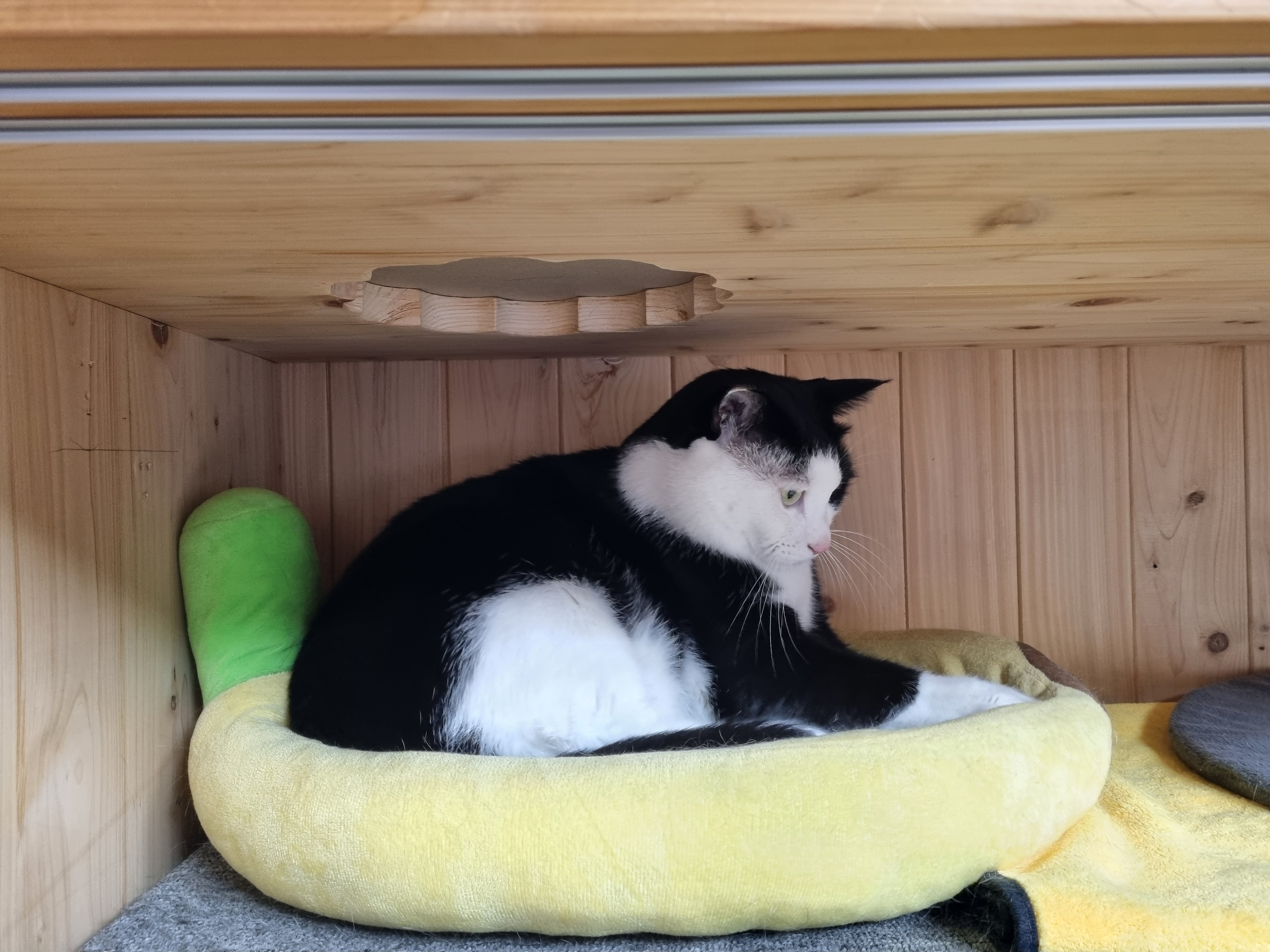 nokbeon.net-이불밖은 위험해. 집사는 꼼짝을 못해... 이쁘고 기여운데, 힘드름.-16번 이미지