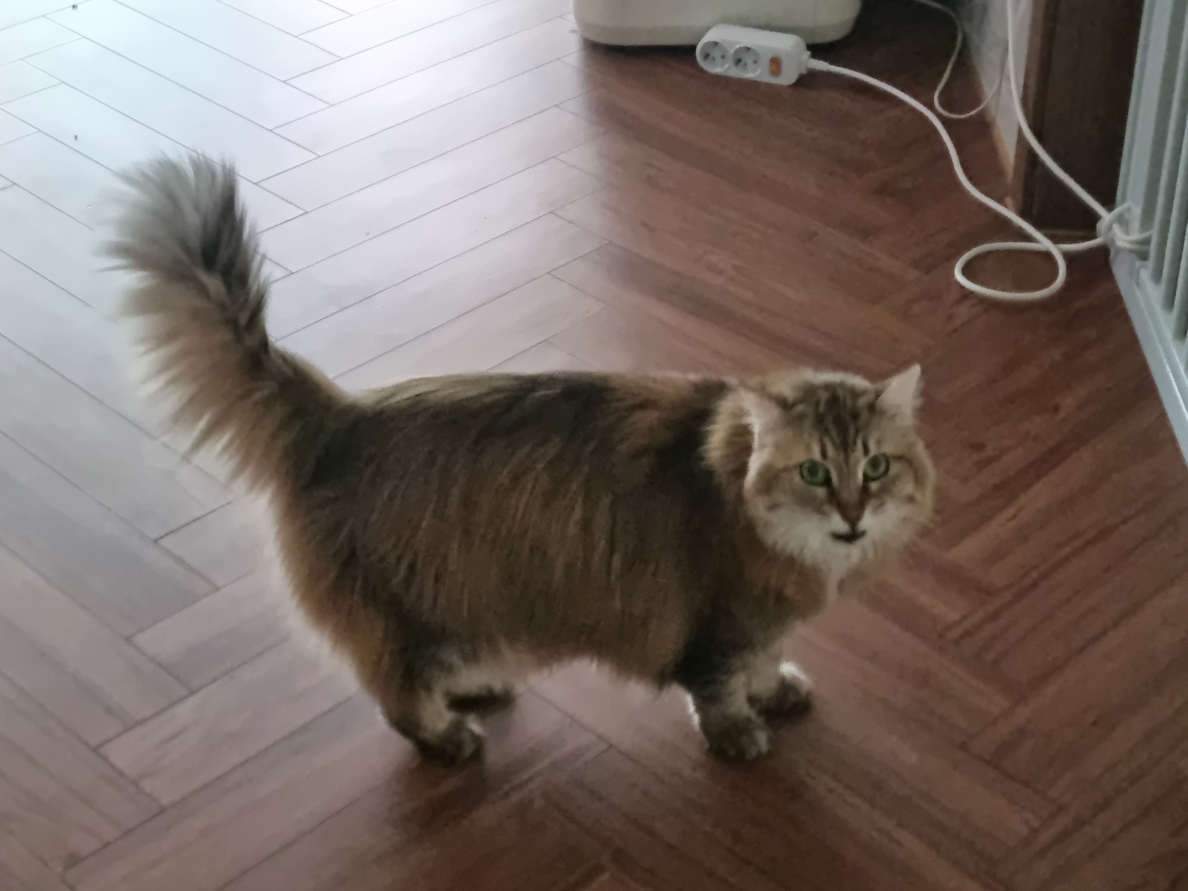 nokbeon.net-이불밖은 위험해. 집사는 꼼짝을 못해... 이쁘고 기여운데, 힘드름.-18번 이미지