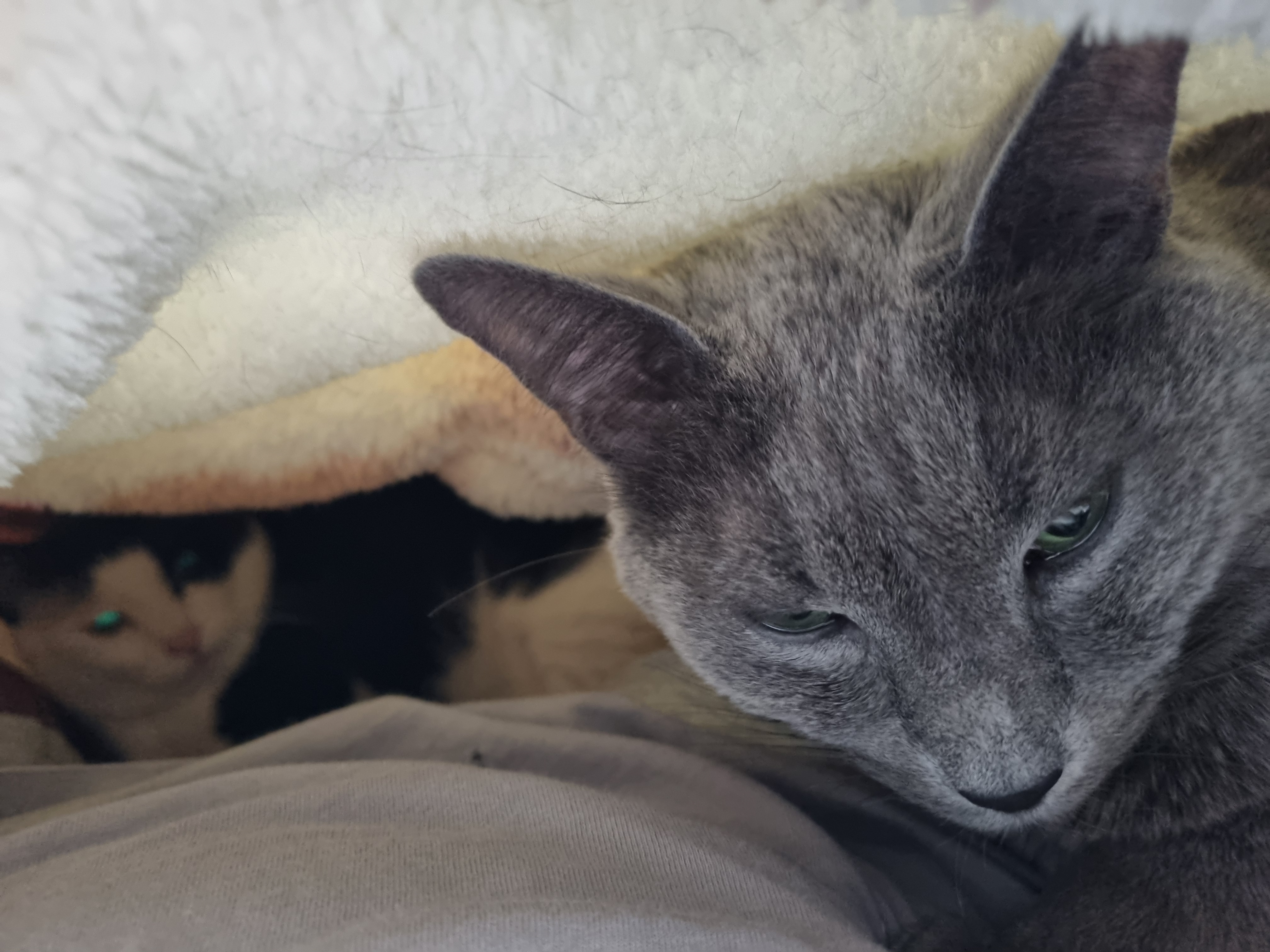 nokbeon.net-이불밖은 위험해. 집사는 꼼짝을 못해... 이쁘고 기여운데, 힘드름.-1번 이미지