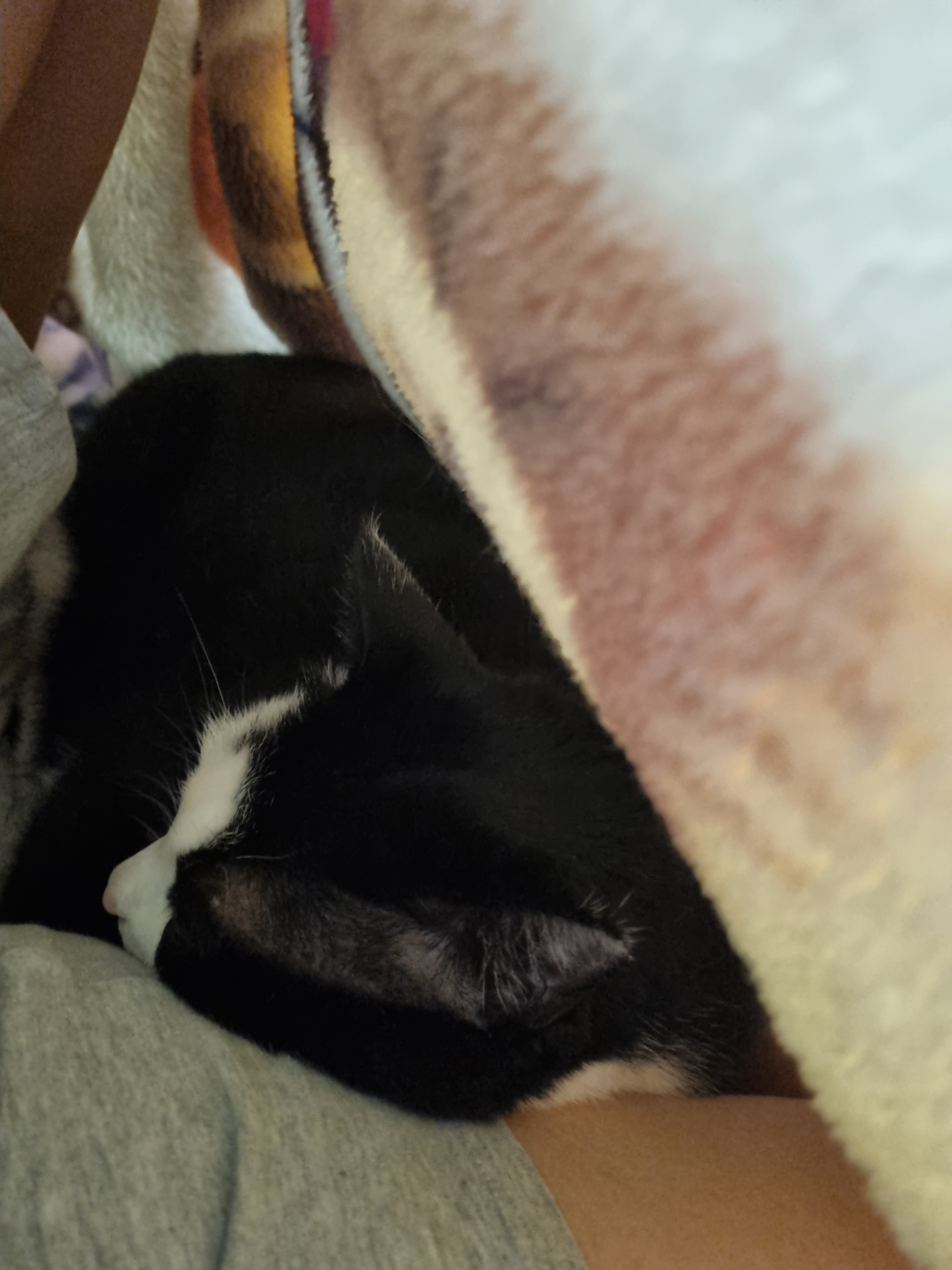 nokbeon.net-이불밖은 위험해. 집사는 꼼짝을 못해... 이쁘고 기여운데, 힘드름.-6번 이미지