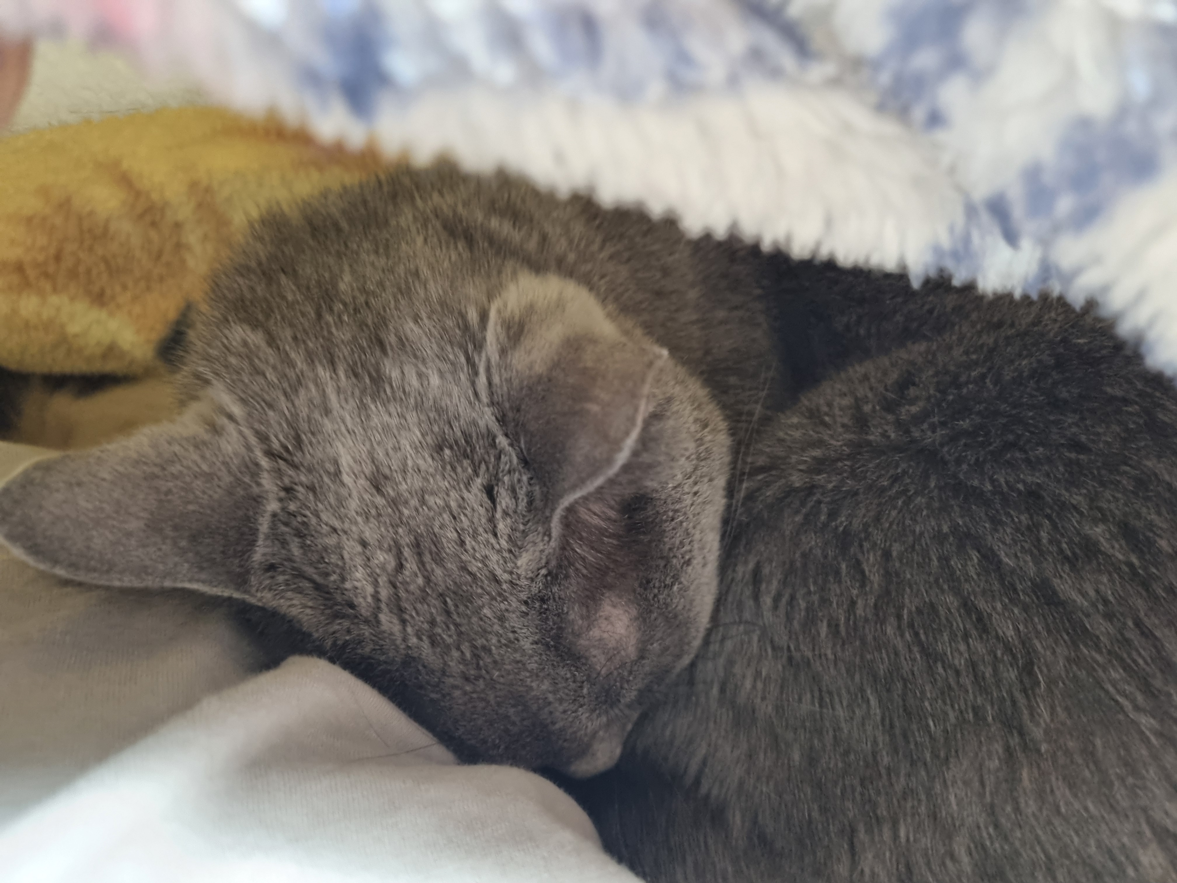 nokbeon.net-이불밖은 위험해. 집사는 꼼짝을 못해... 이쁘고 기여운데, 힘드름.-3번 이미지