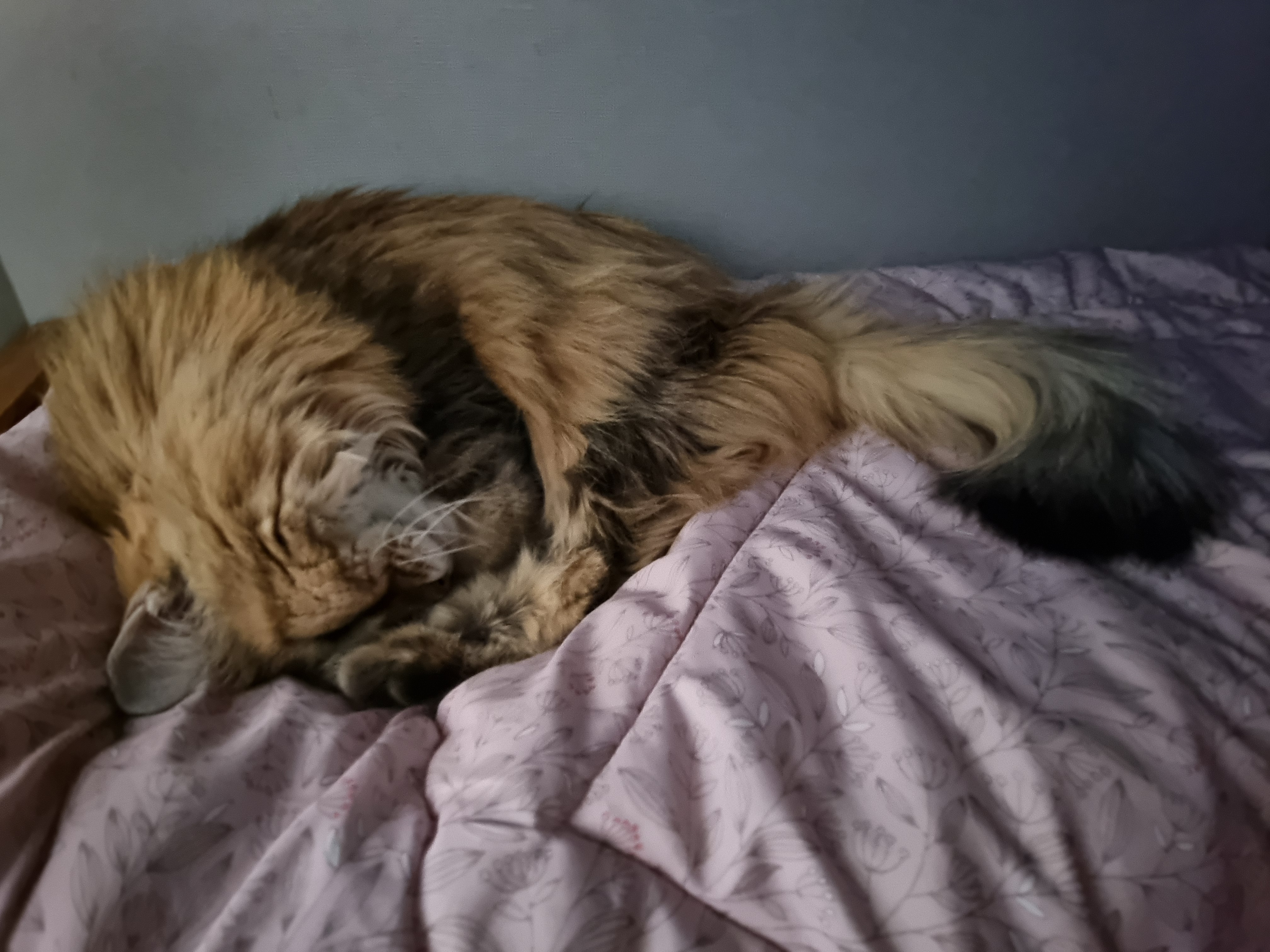 nokbeon.net-이불밖은 위험해. 집사는 꼼짝을 못해... 이쁘고 기여운데, 힘드름.-11번 이미지