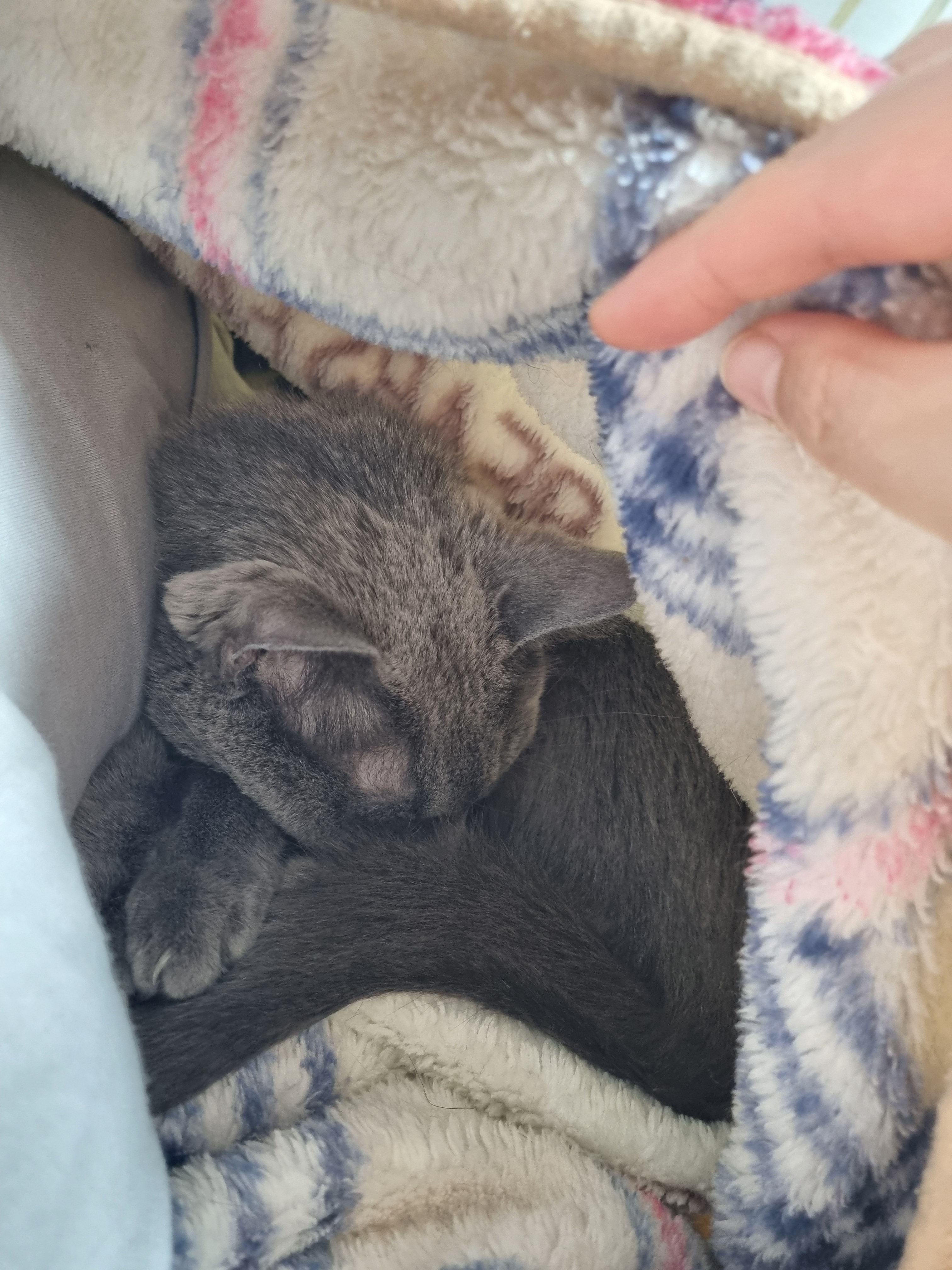 nokbeon.net-이불밖은 위험해. 집사는 꼼짝을 못해... 이쁘고 기여운데, 힘드름.-4번 이미지