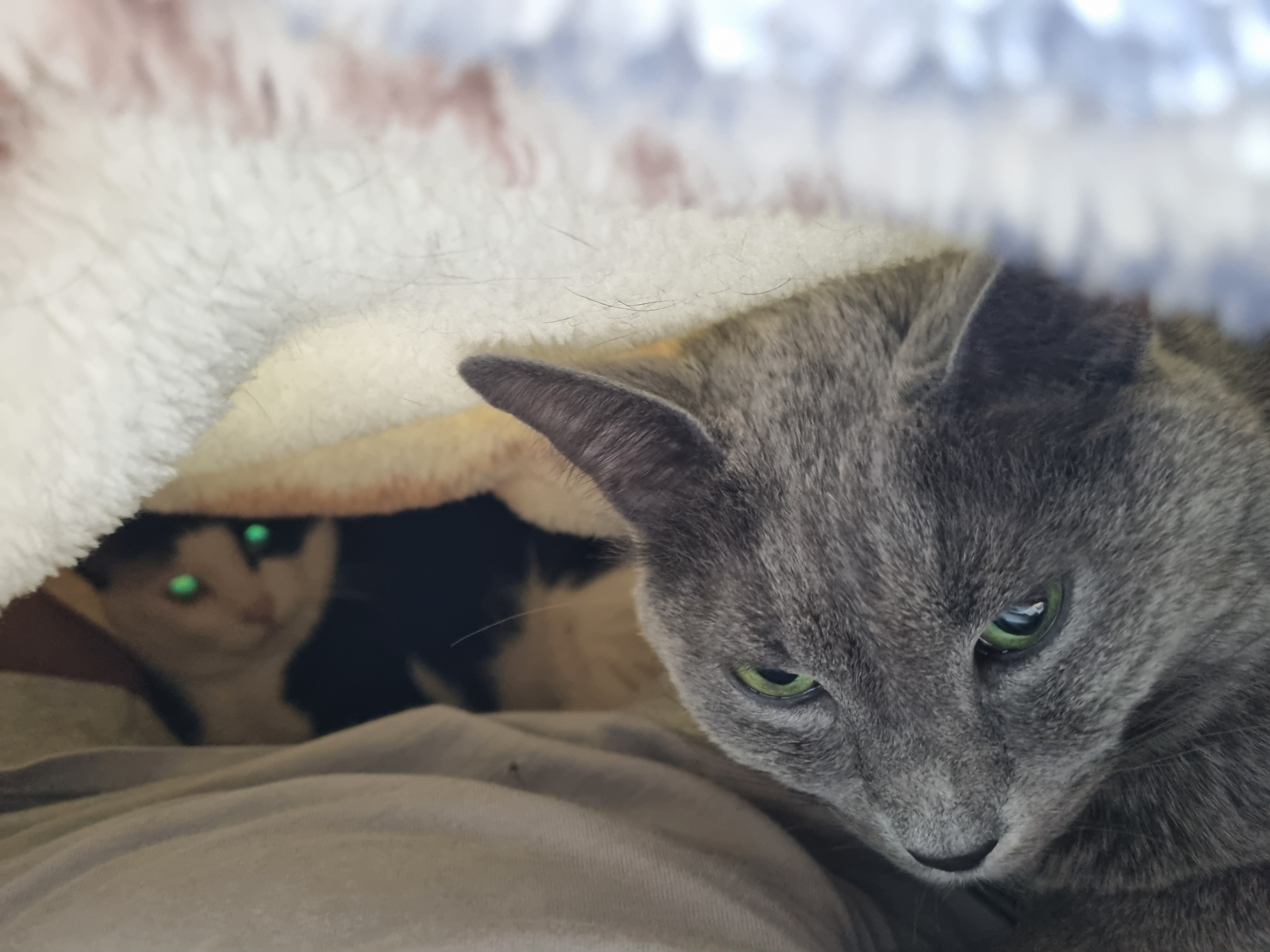 nokbeon.net-이불밖은 위험해. 집사는 꼼짝을 못해... 이쁘고 기여운데, 힘드름.-2번 이미지