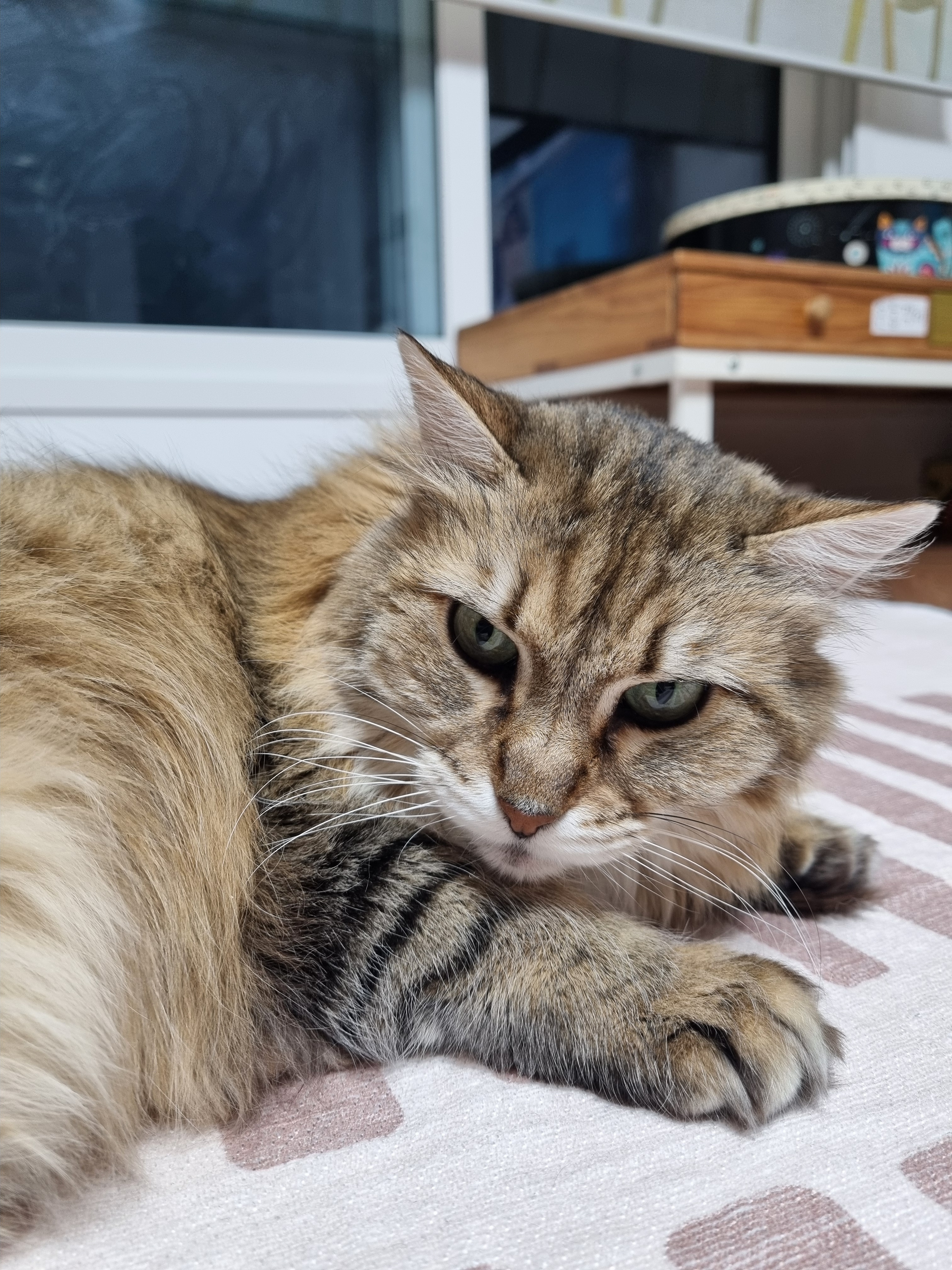 nokbeon.net-이불밖은 위험해. 집사는 꼼짝을 못해... 이쁘고 기여운데, 힘드름.-17번 이미지