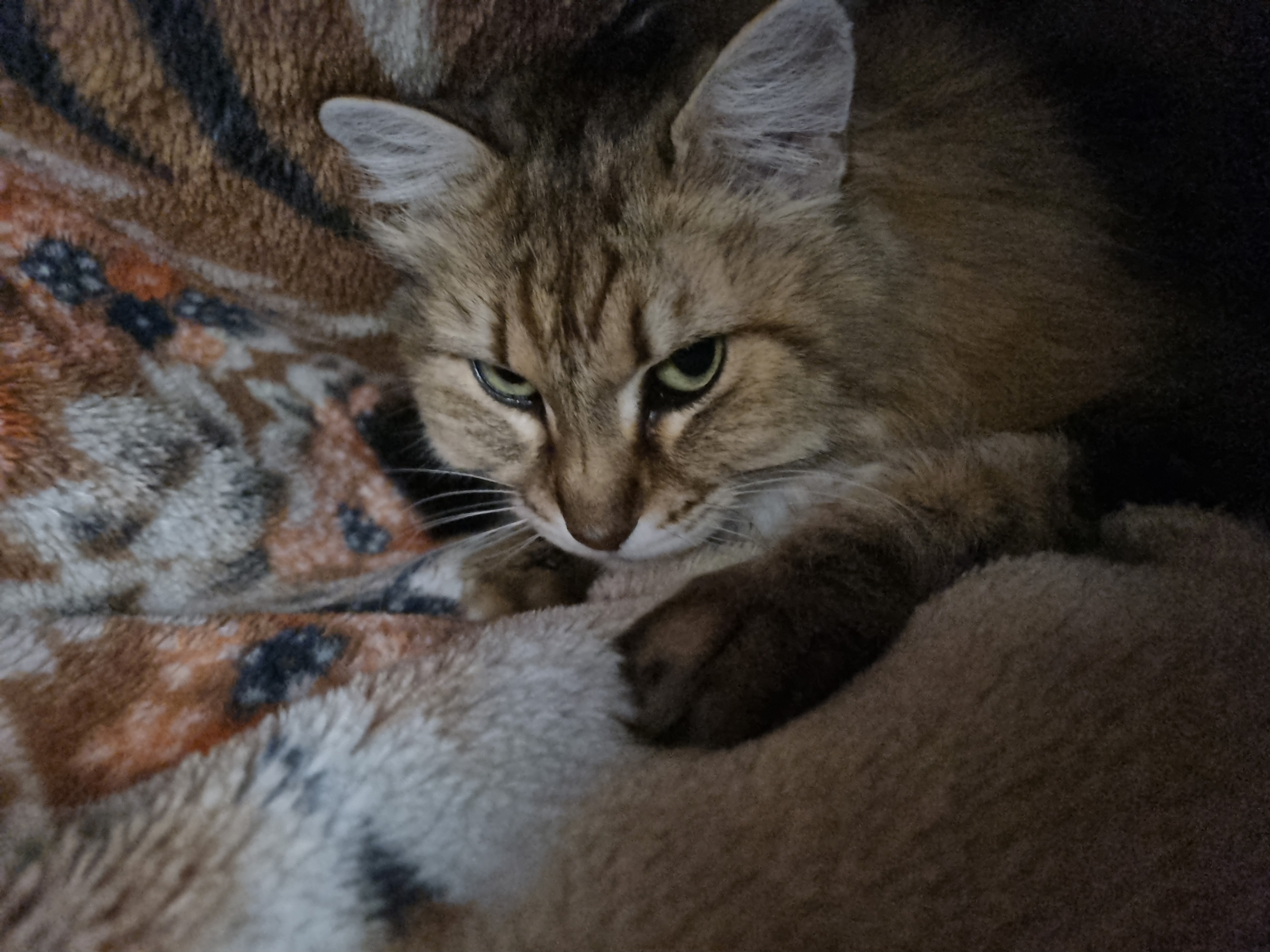 nokbeon.net-이불밖은 위험해. 집사는 꼼짝을 못해... 이쁘고 기여운데, 힘드름.-10번 이미지