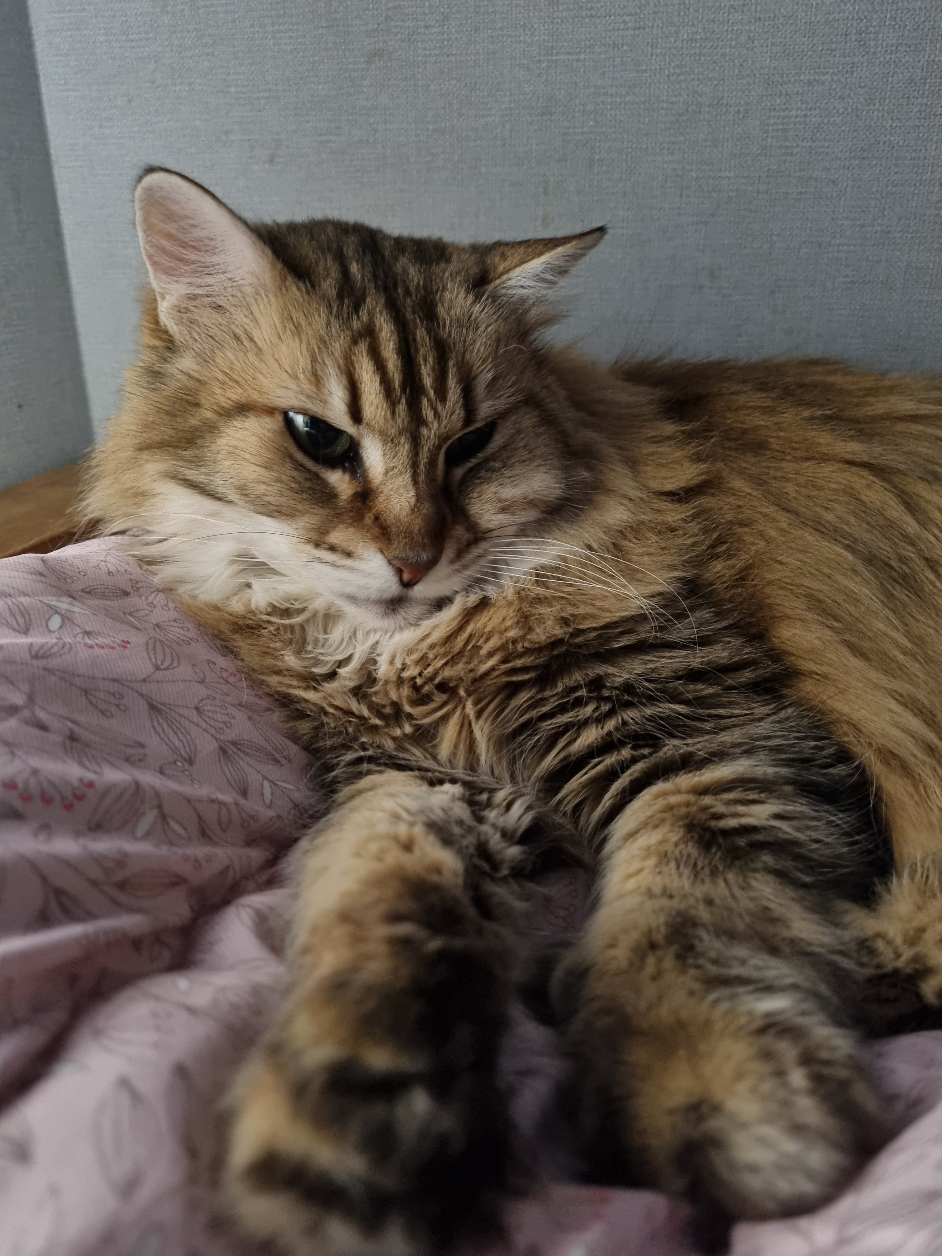 nokbeon.net-이불밖은 위험해. 집사는 꼼짝을 못해... 이쁘고 기여운데, 힘드름.-14번 이미지