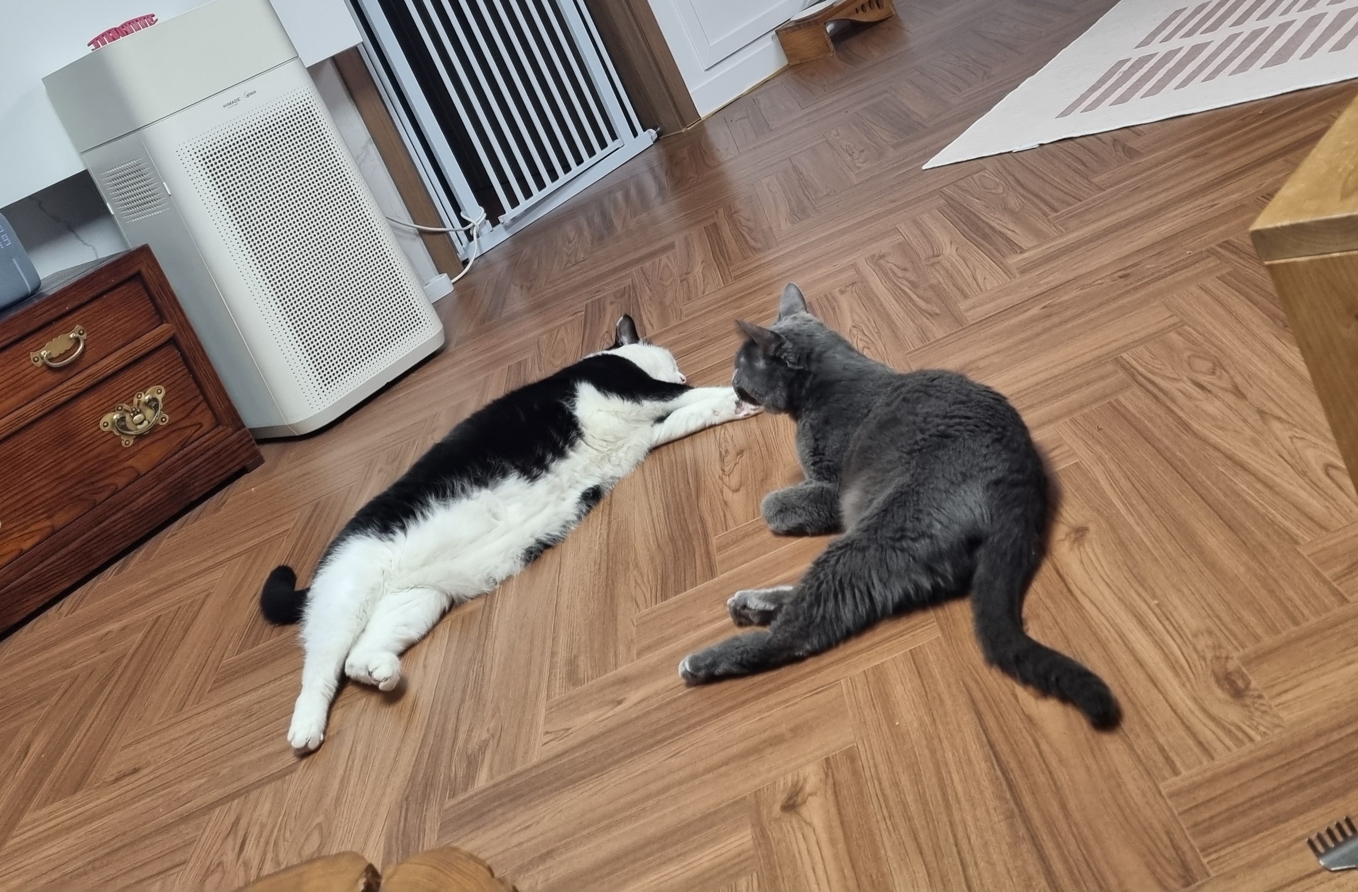 nokbeon.net-이불밖은 위험해. 집사는 꼼짝을 못해... 이쁘고 기여운데, 힘드름.-7번 이미지