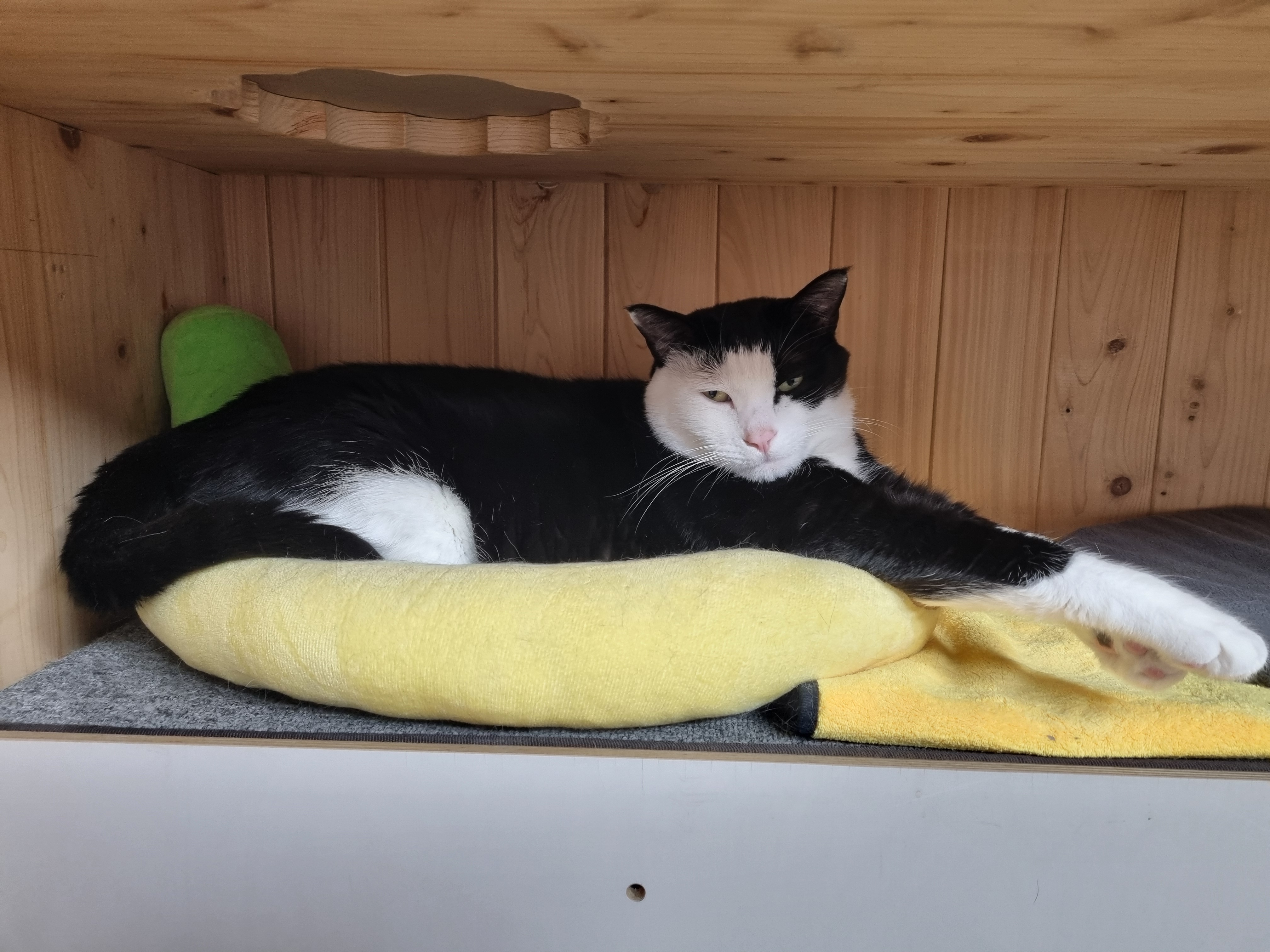 nokbeon.net-이불밖은 위험해. 집사는 꼼짝을 못해... 이쁘고 기여운데, 힘드름.-20번 이미지