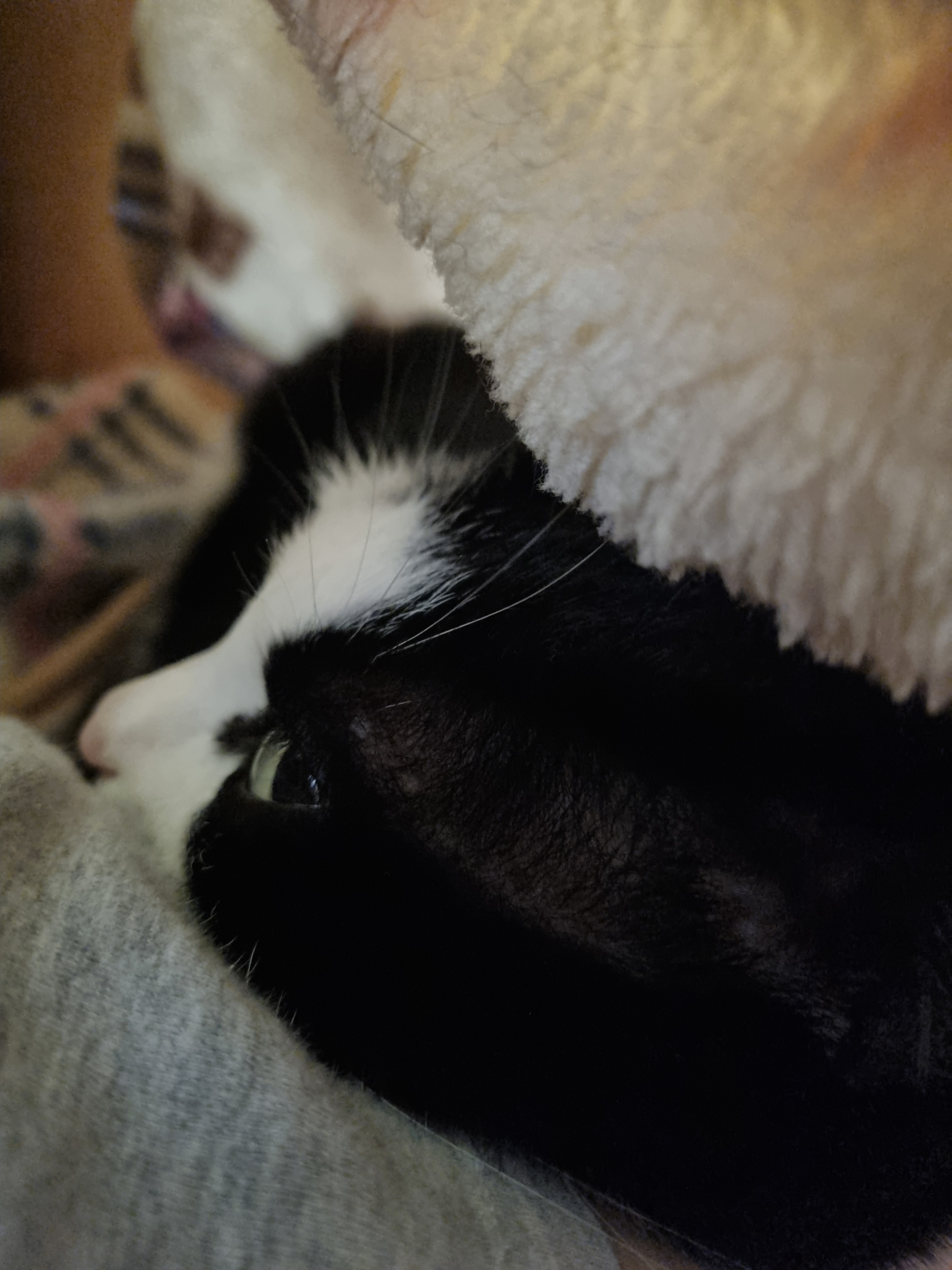 nokbeon.net-이불밖은 위험해. 집사는 꼼짝을 못해... 이쁘고 기여운데, 힘드름.-5번 이미지