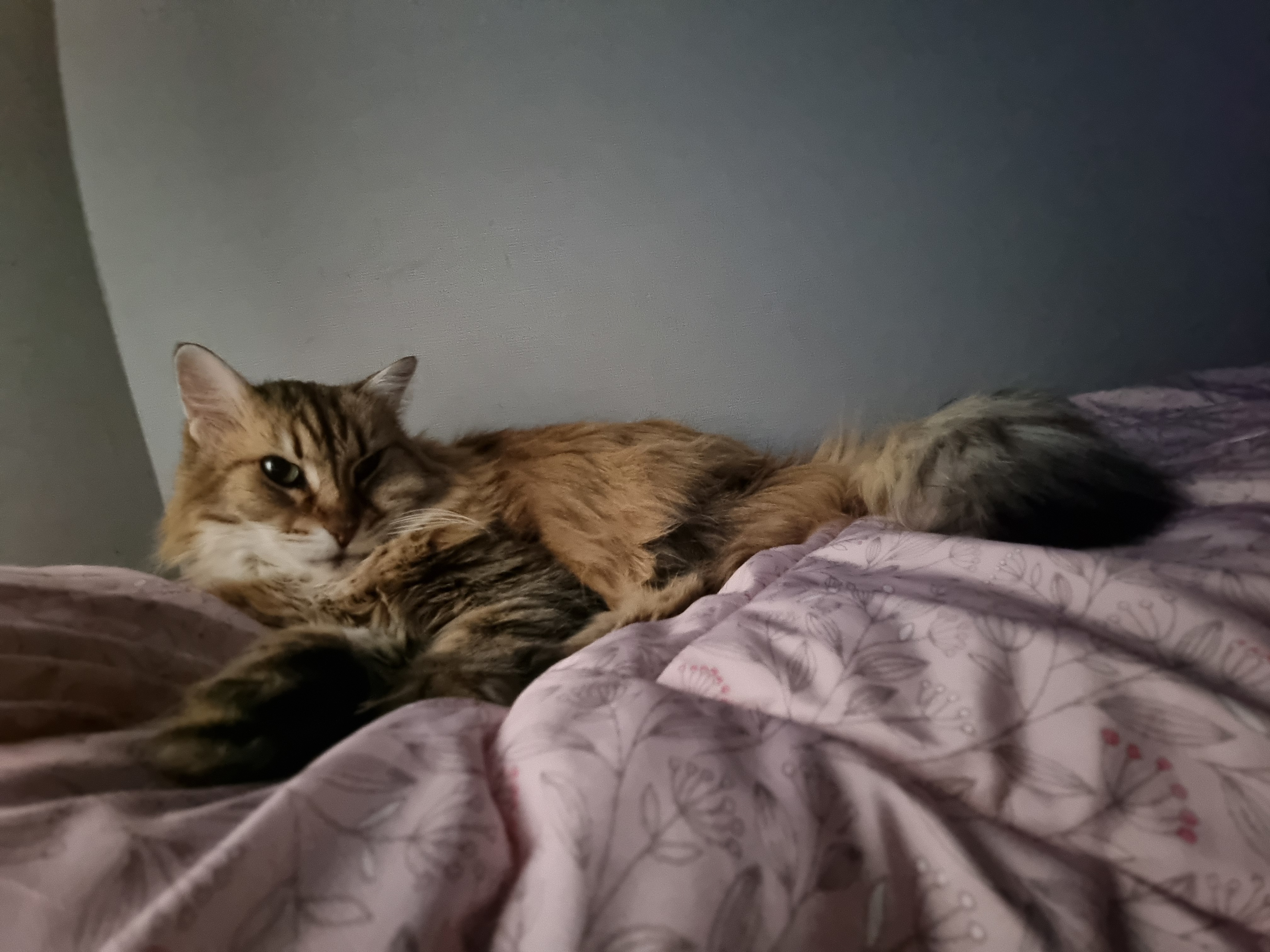 nokbeon.net-이불밖은 위험해. 집사는 꼼짝을 못해... 이쁘고 기여운데, 힘드름.-15번 이미지