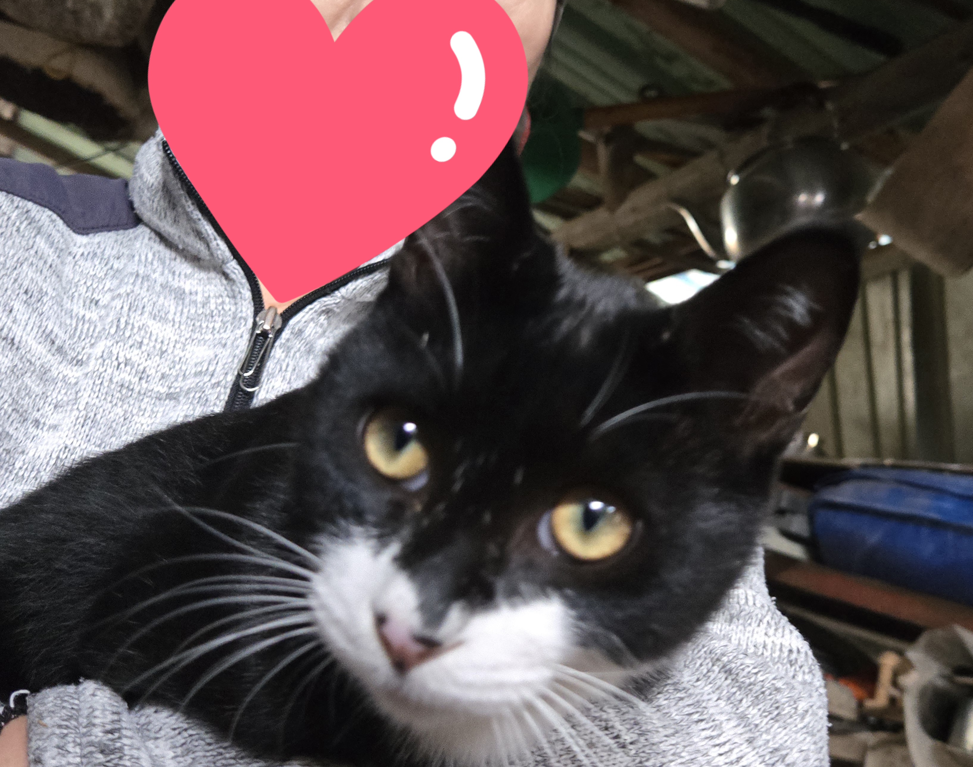 nokbeon.net-턱시도 자랑-15번 이미지