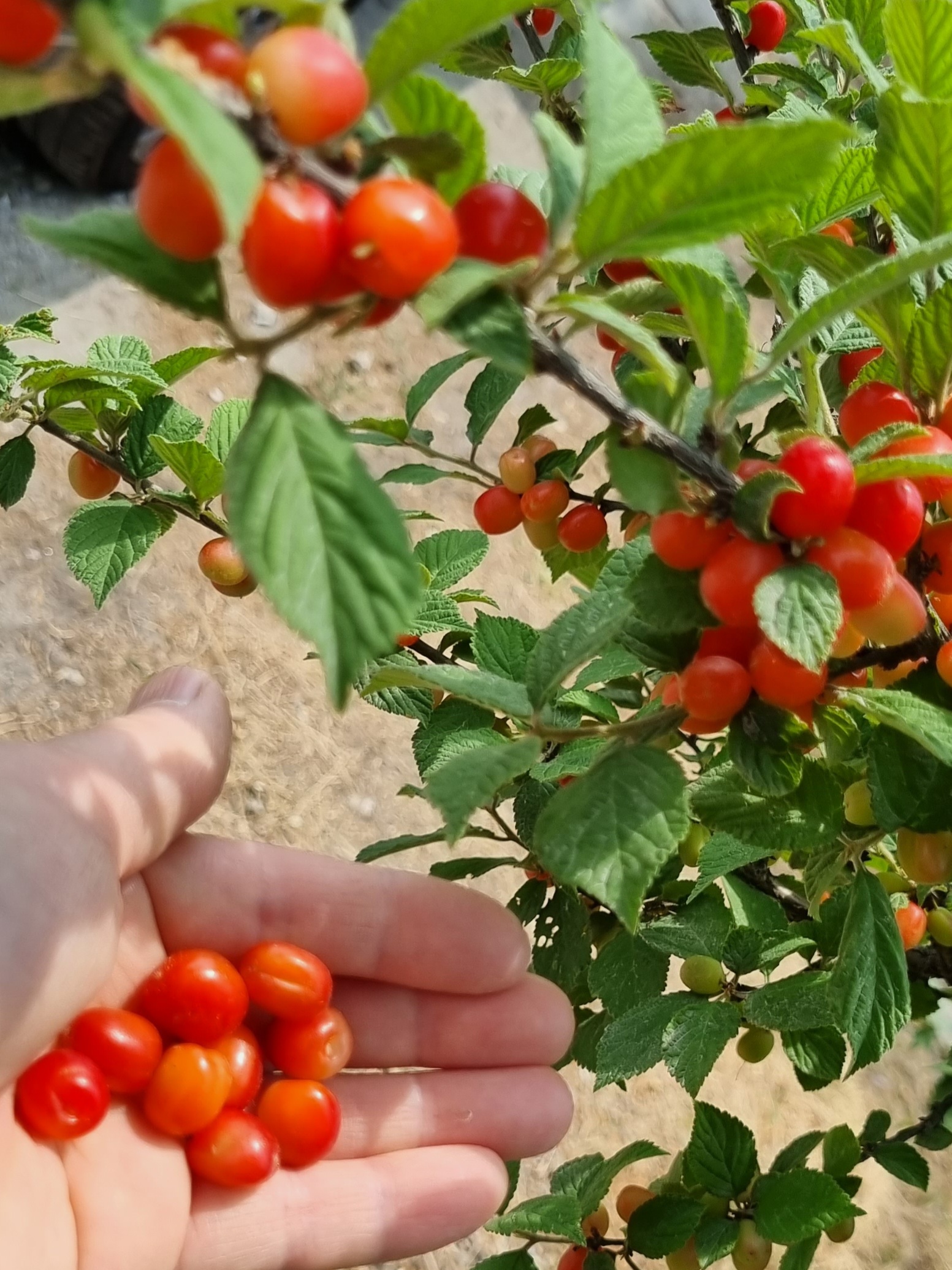 nokbeon.net-추울때는 빨간맛!-6번 이미지