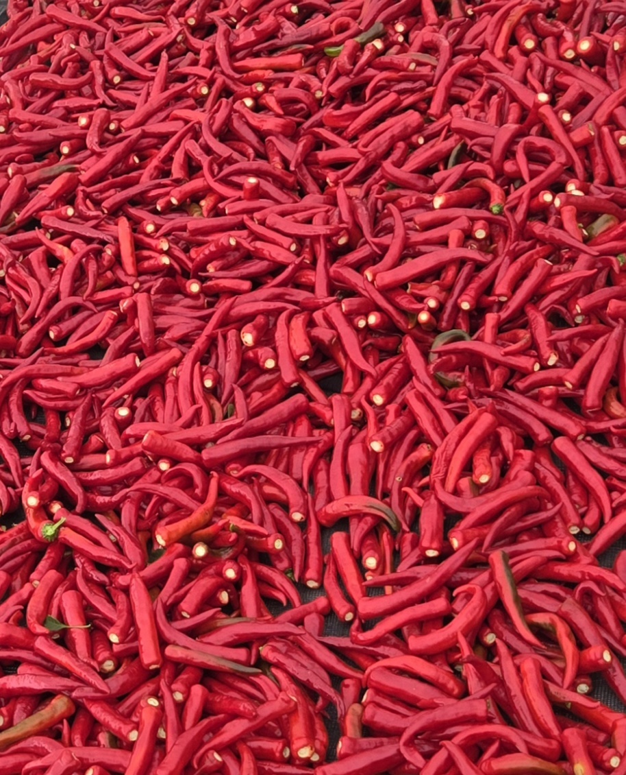 nokbeon.net-추울때는 빨간맛!-13번 이미지